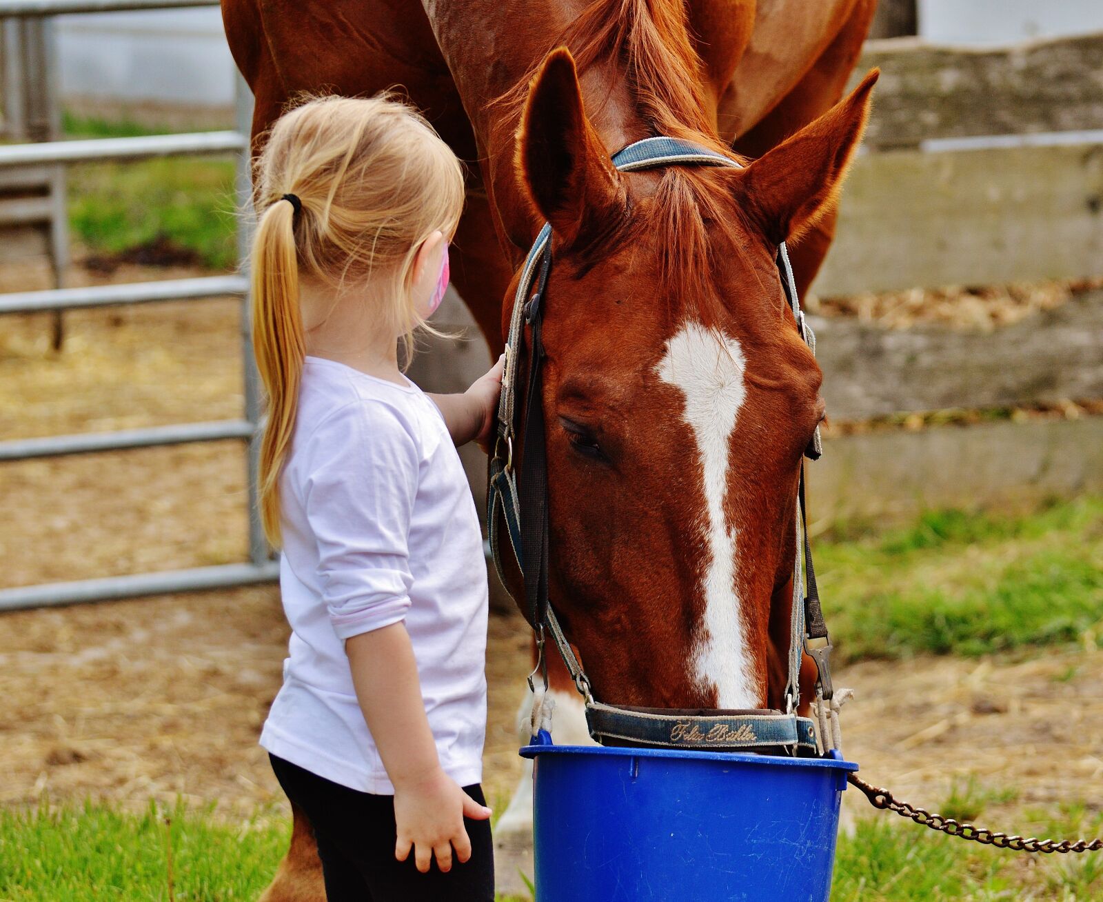 Nikon D3200 sample photo. Little girl, big horse photography