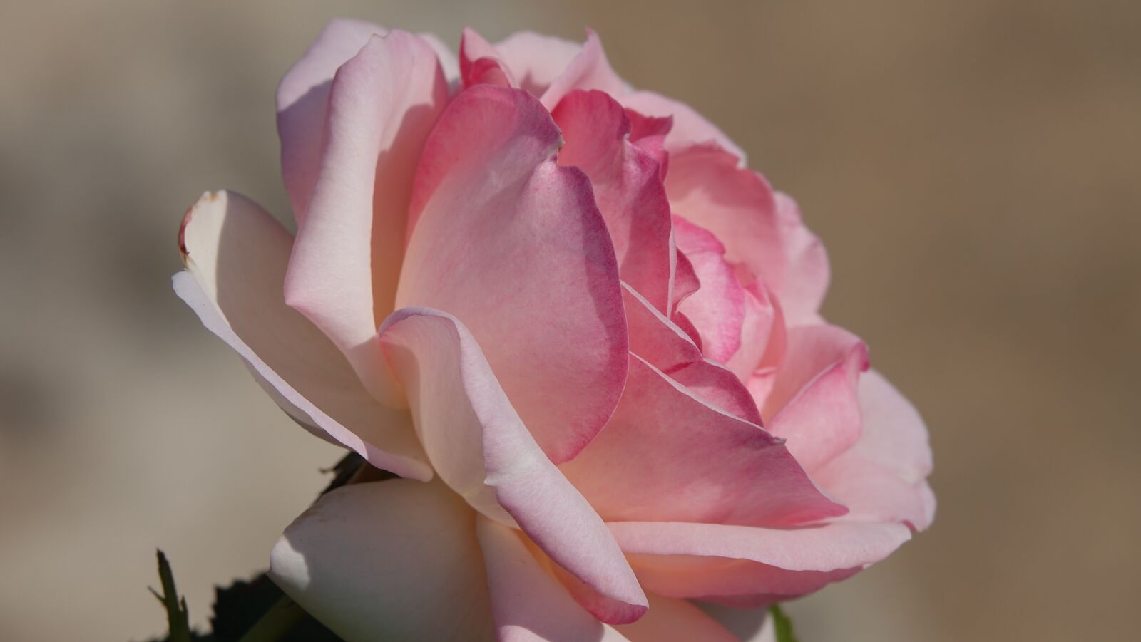Sony Cyber-shot DSC-RX10 IV sample photo. Pink rose, rose, bloom photography