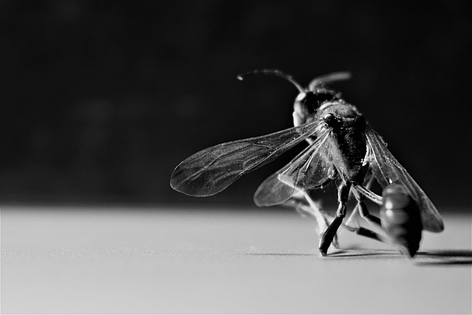 Nikon 1 J5 sample photo. Wasp, insect, wing photography