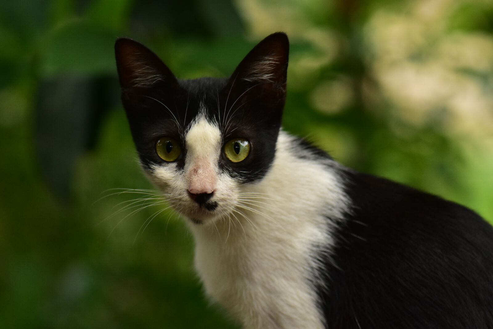 Nikon D3400 sample photo. Cat, eyes, whiskers photography