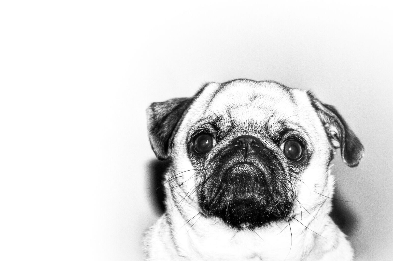Canon EOS 750D (EOS Rebel T6i / EOS Kiss X8i) sample photo. Pug, dog, pet photography