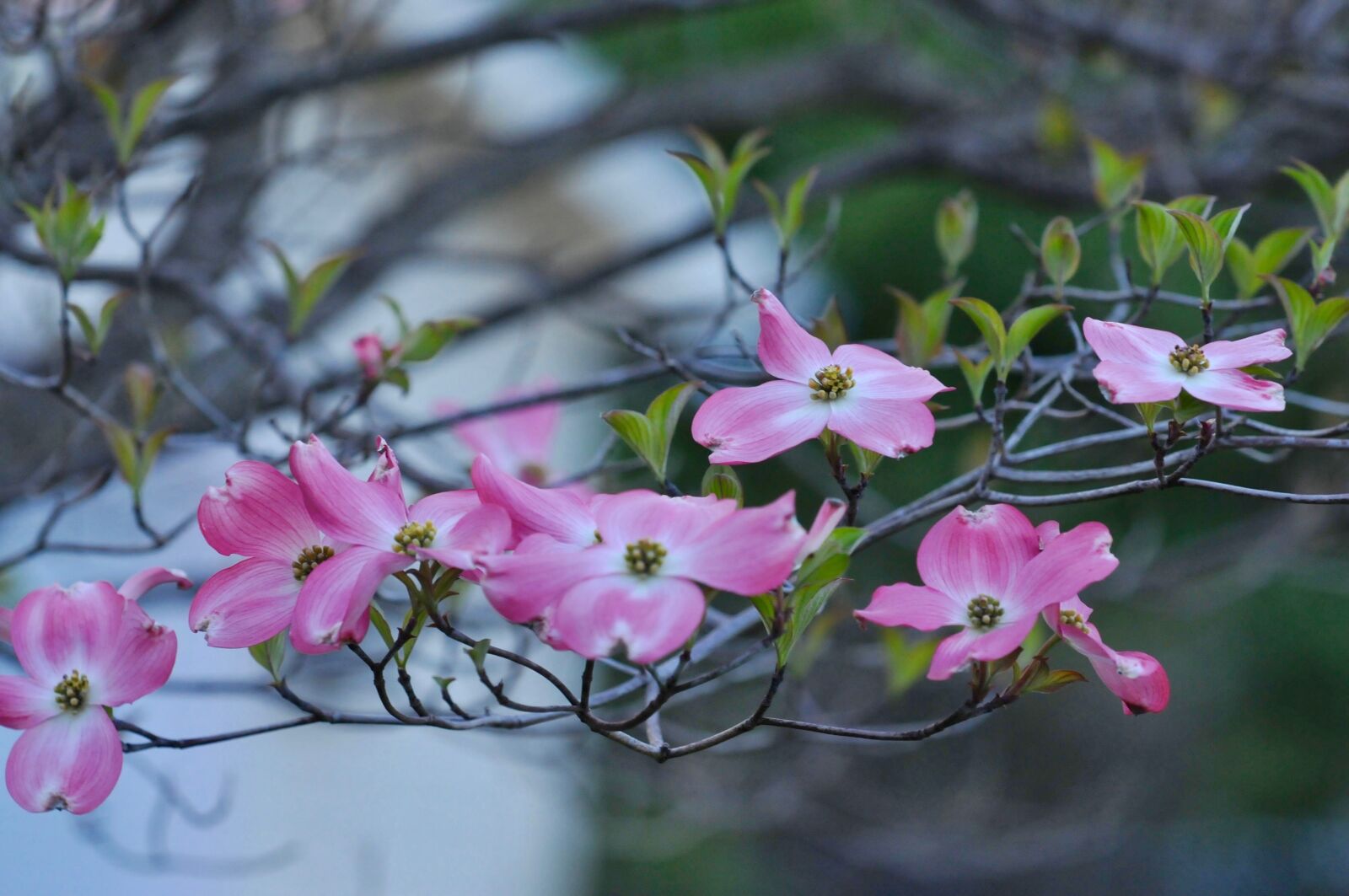 Nikon D300S sample photo. Cherry blossom, trees, spring photography