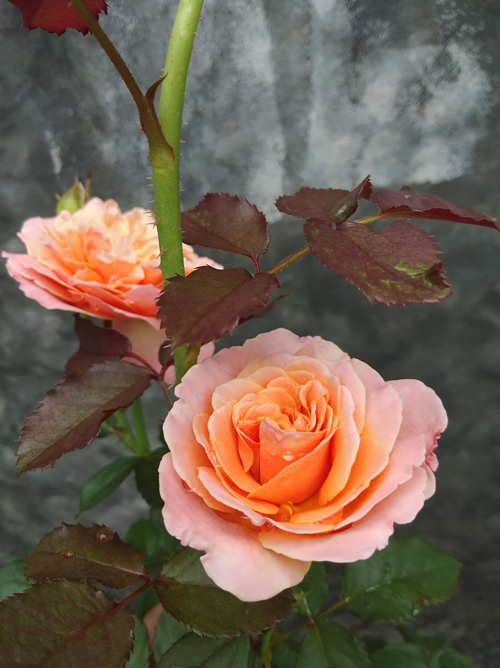 vivo 1716 sample photo. Rose, flowers, bloom photography