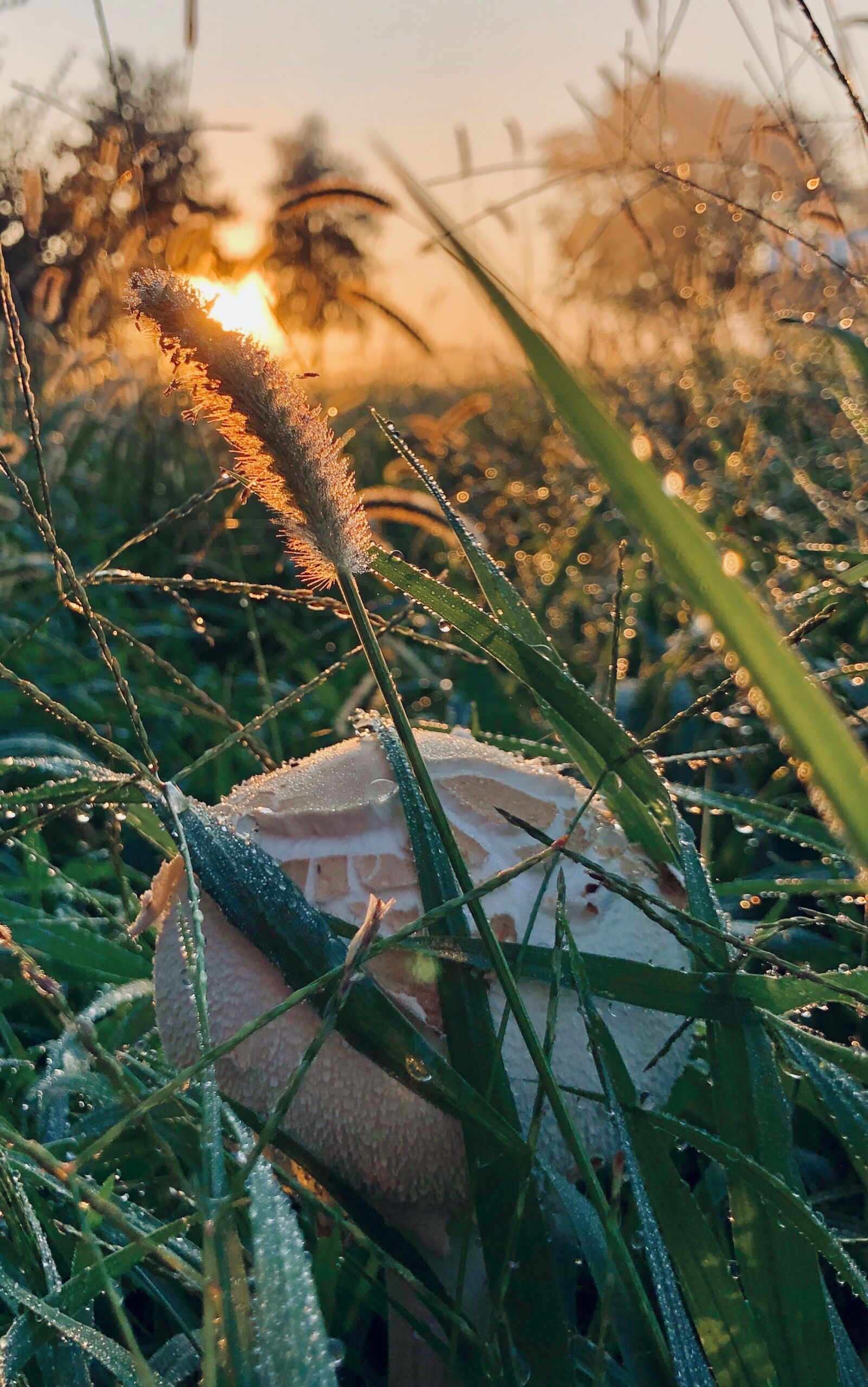iPhone X back dual camera 4mm f/1.8 sample photo. Mushroom, condensation, dew photography
