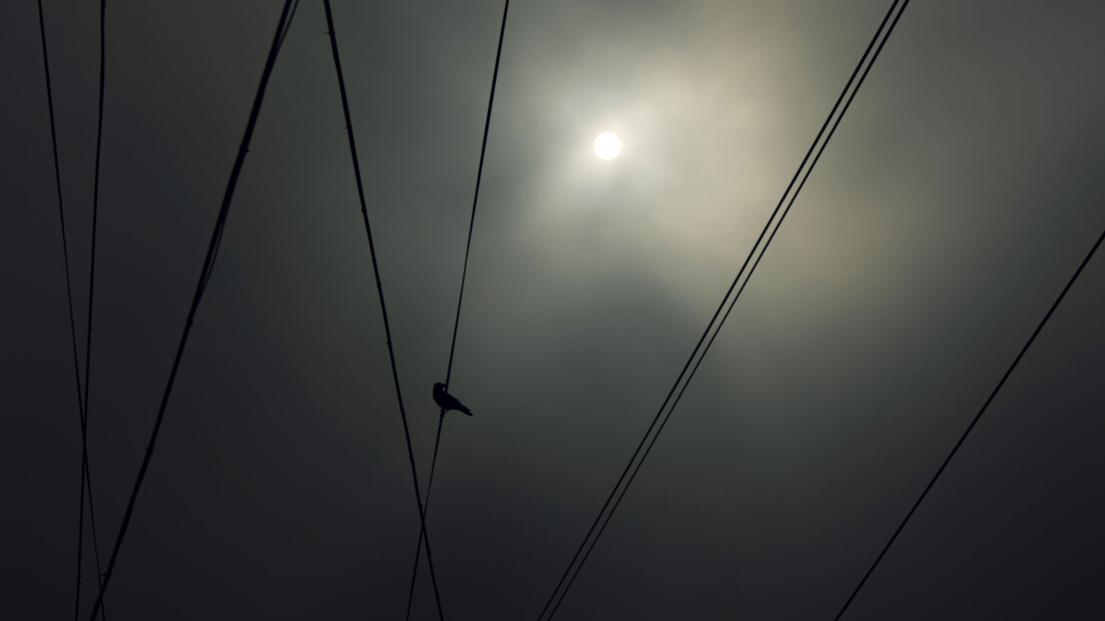 Canon EOS 750D (EOS Rebel T6i / EOS Kiss X8i) sample photo. Birds, smoke photography