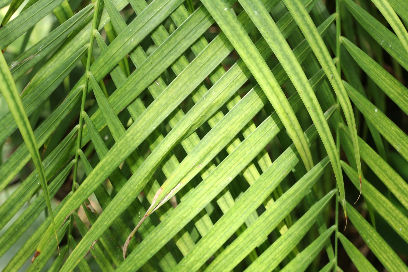 Canon EOS 60D + Canon EF 50mm F1.8 STM sample photo. Palm, nature, sheet photography