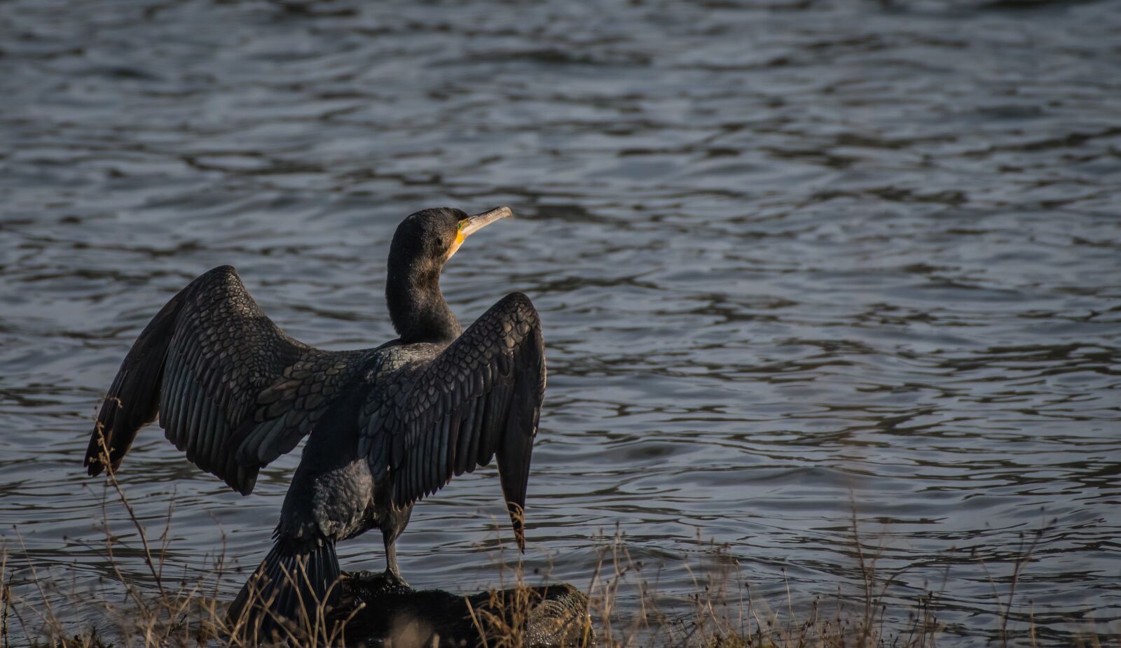 Nikon D500 sample photo. Fauna, bird, water photography