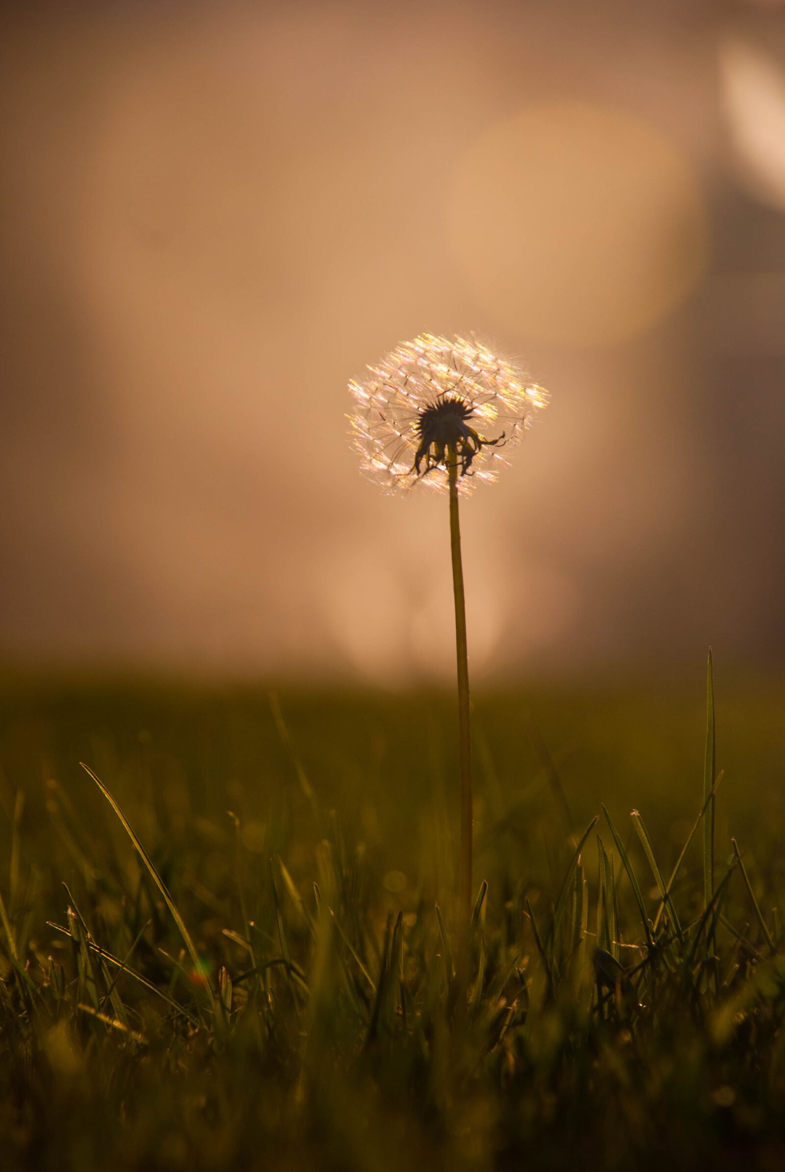 Nikon D80 sample photo. Macro, flower, nature photography