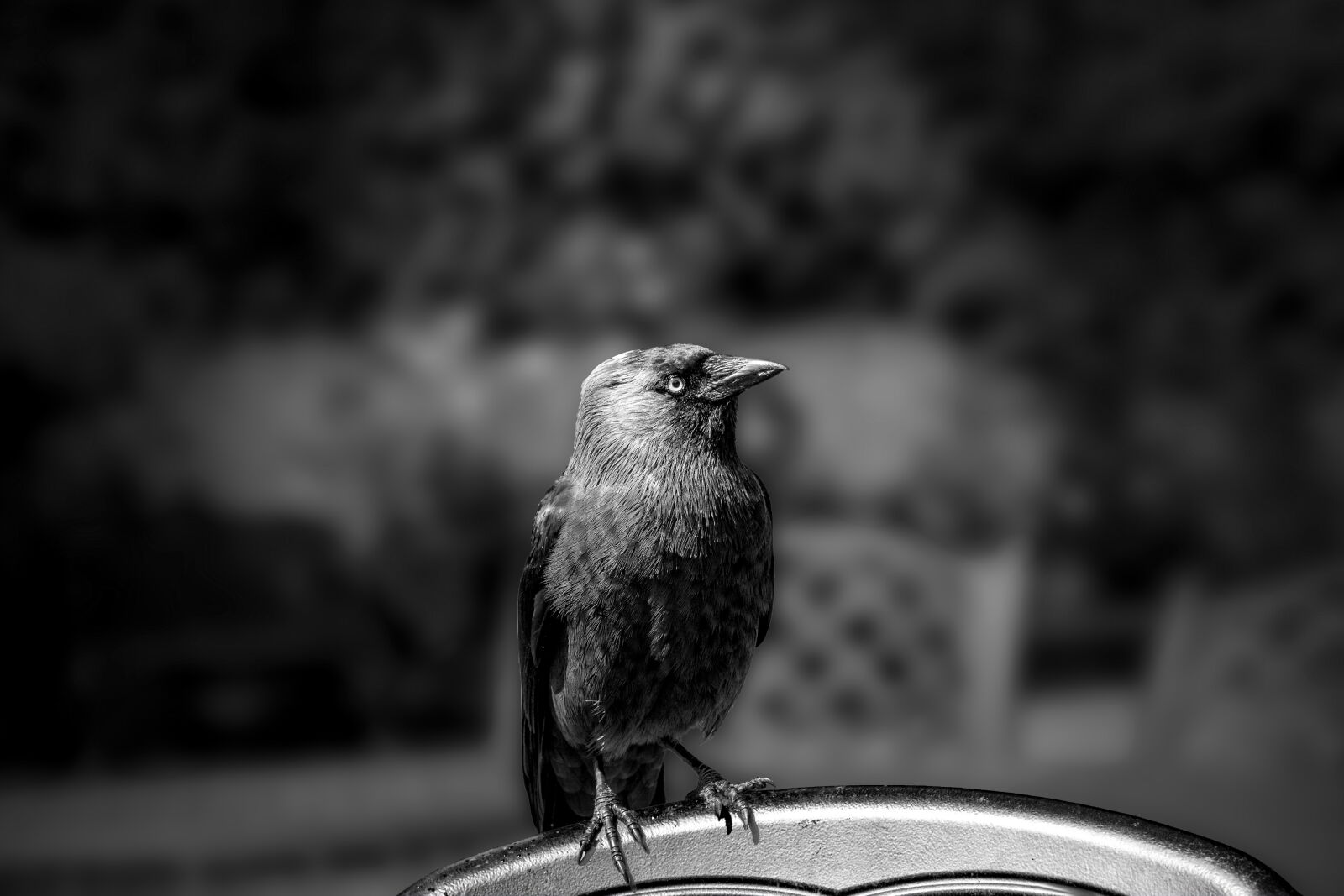 Sony a6000 + Sony E PZ 18-105mm F4 G OSS sample photo. Bird, cheeky, chair photography