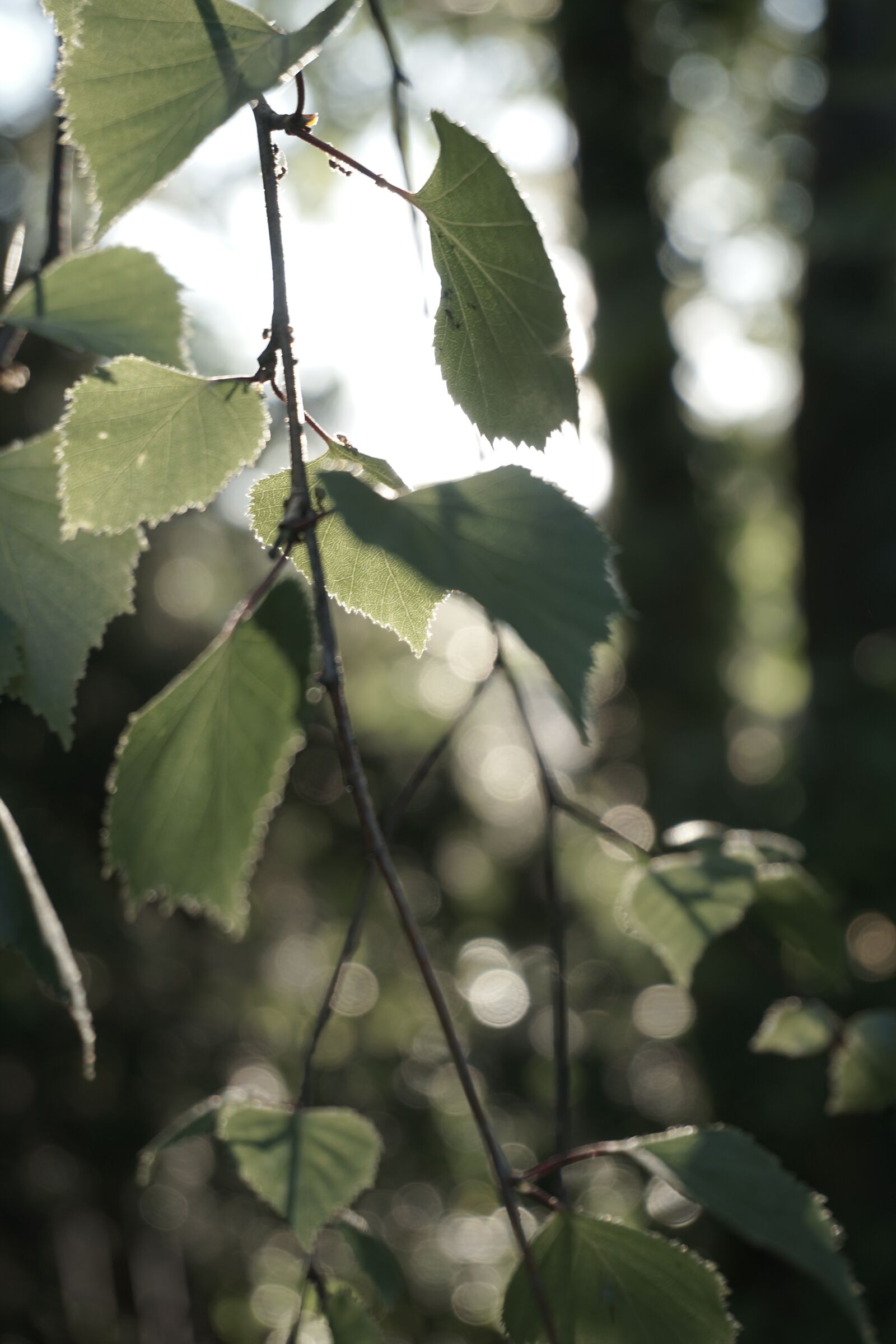 Sony a6000 sample photo. Rtbxznumi, trzueio, bzurfmideo photography
