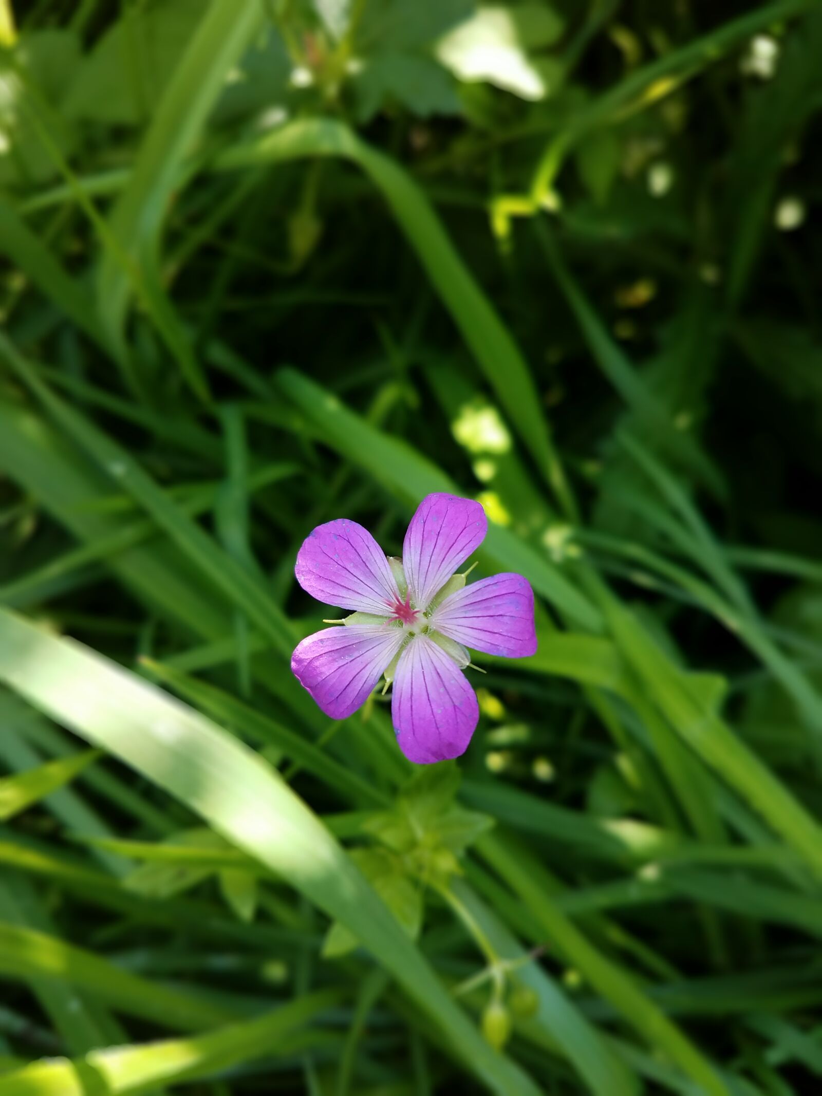 Samsung Galaxy S7 Edge sample photo. Nature, flowers, flower photography