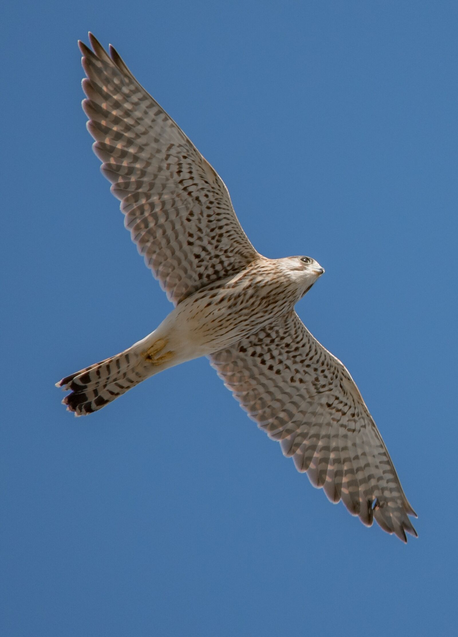 Nikon D500 sample photo. Bird, nature, animal world photography