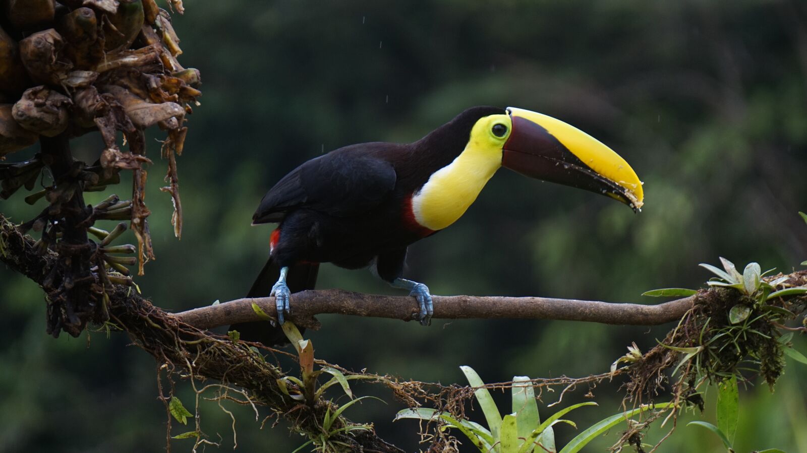 Sony Alpha a5000 (ILCE 5000) + Sony E 55-210mm F4.5-6.3 OSS sample photo. Toucan, chestnut, bird photography