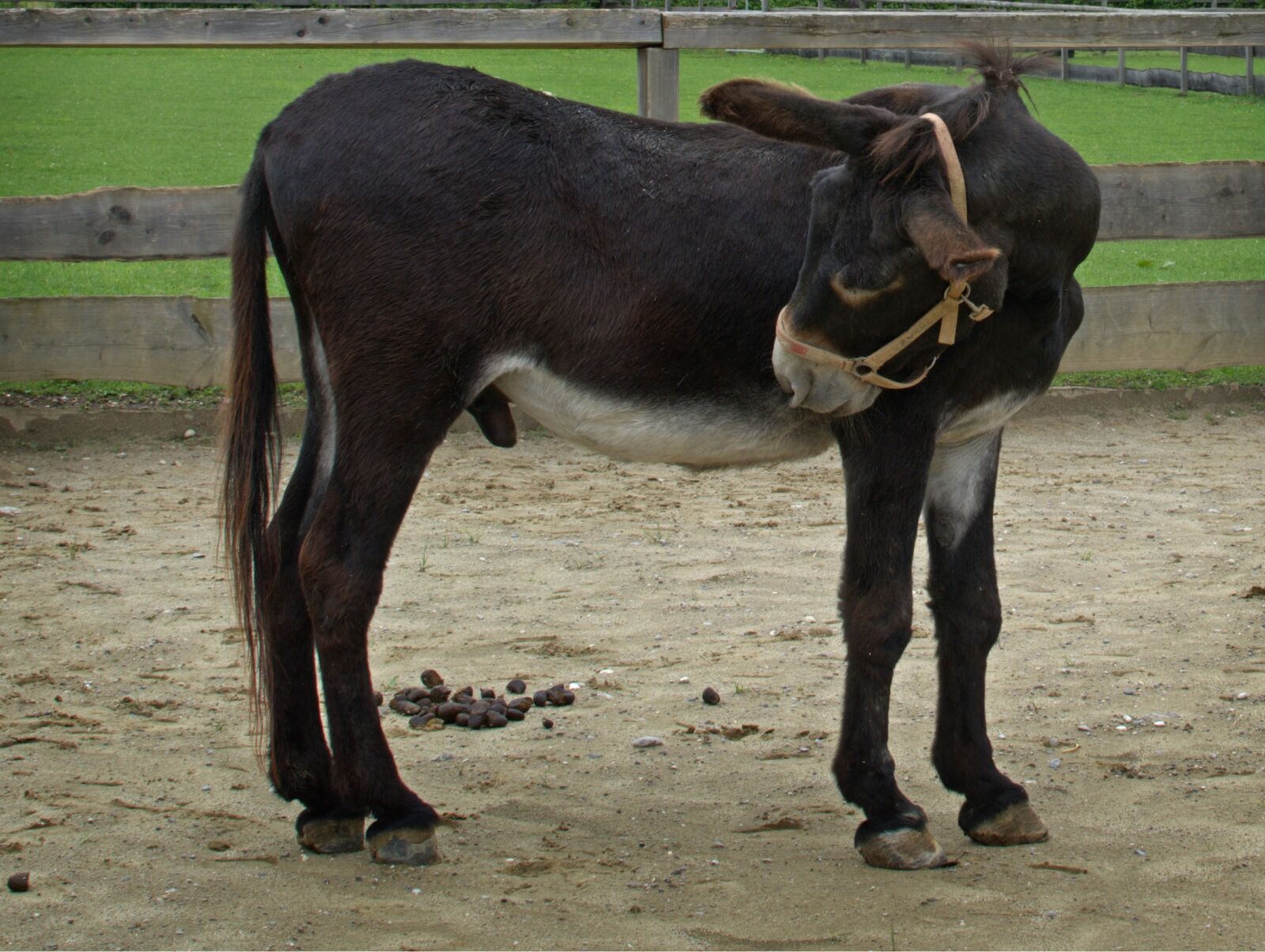 Nikon D7100 sample photo. Mule, hinnus, foal photography