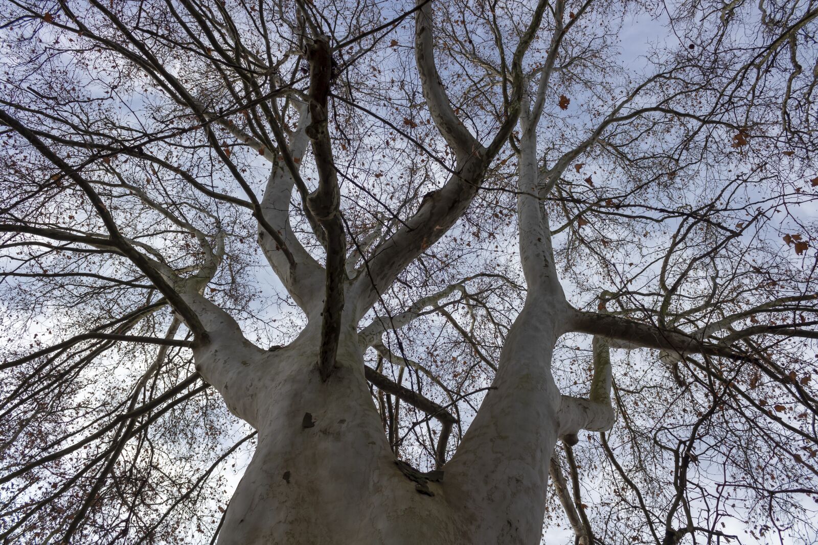 Canon EOS 1300D (EOS Rebel T6 / EOS Kiss X80) sample photo. Sycamore tree, wood, deciduous photography