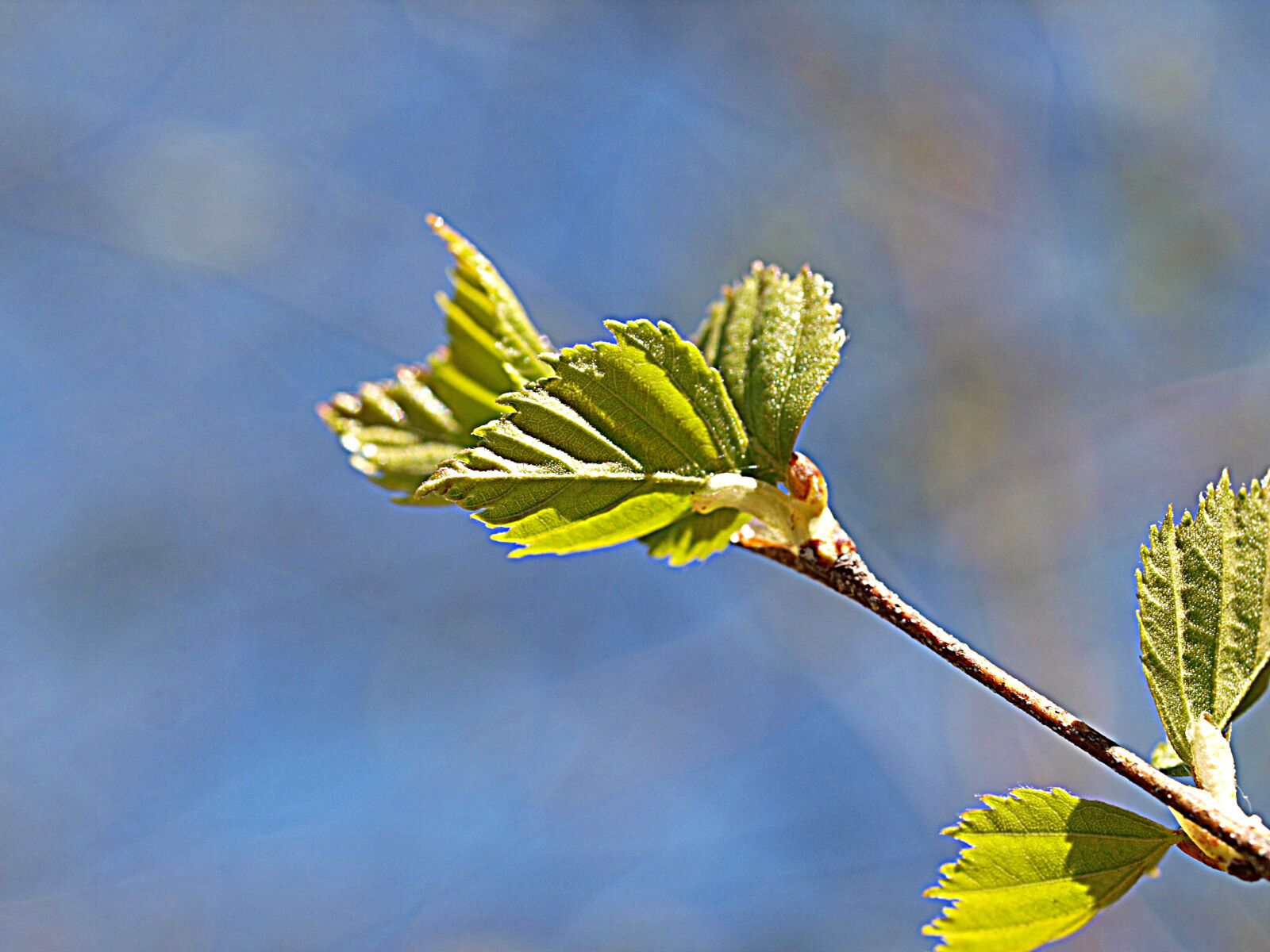 Olympus E-3 sample photo. Birch, leaf, spring photography
