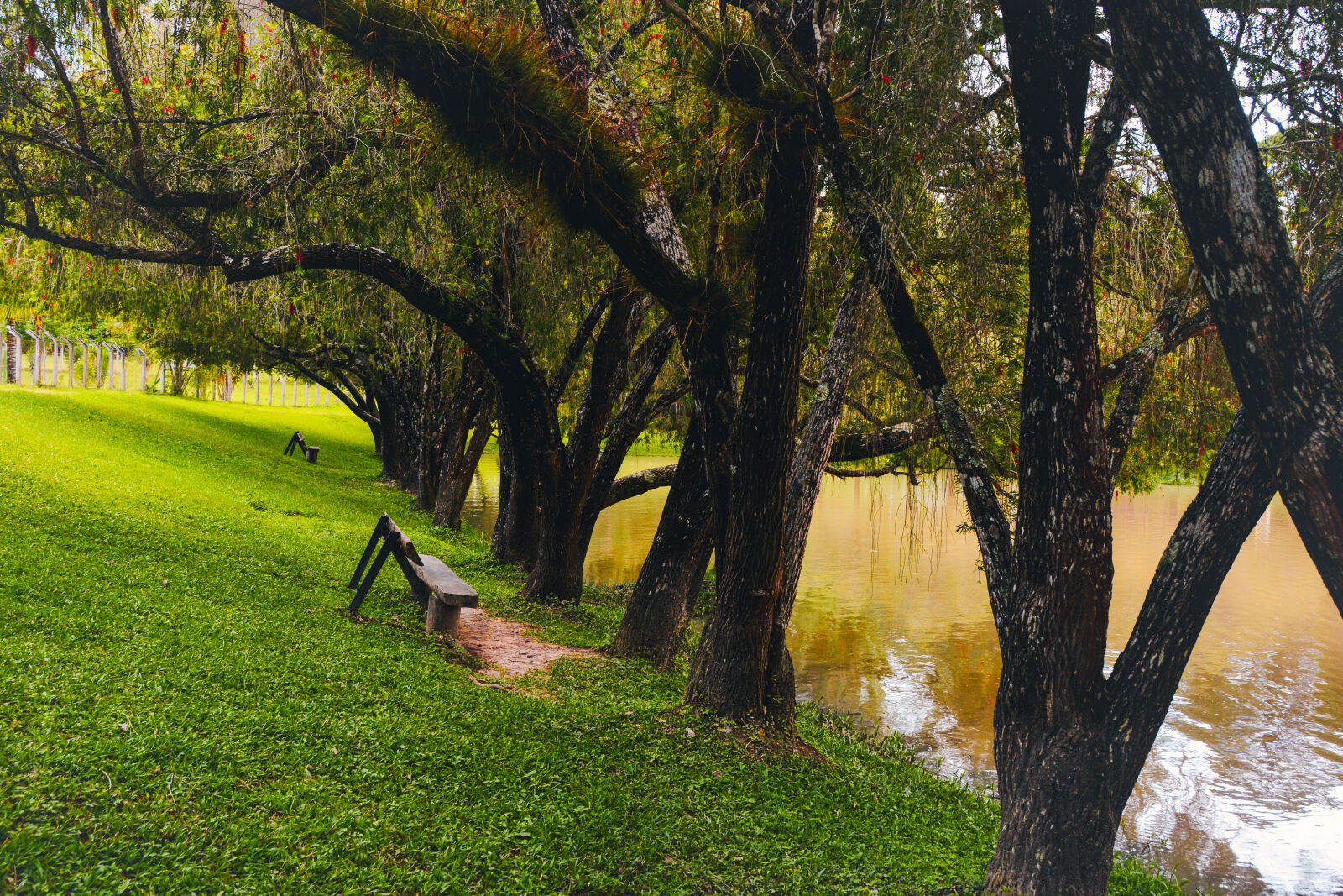 Nikon D7100 sample photo. Arboles de parque aurora photography