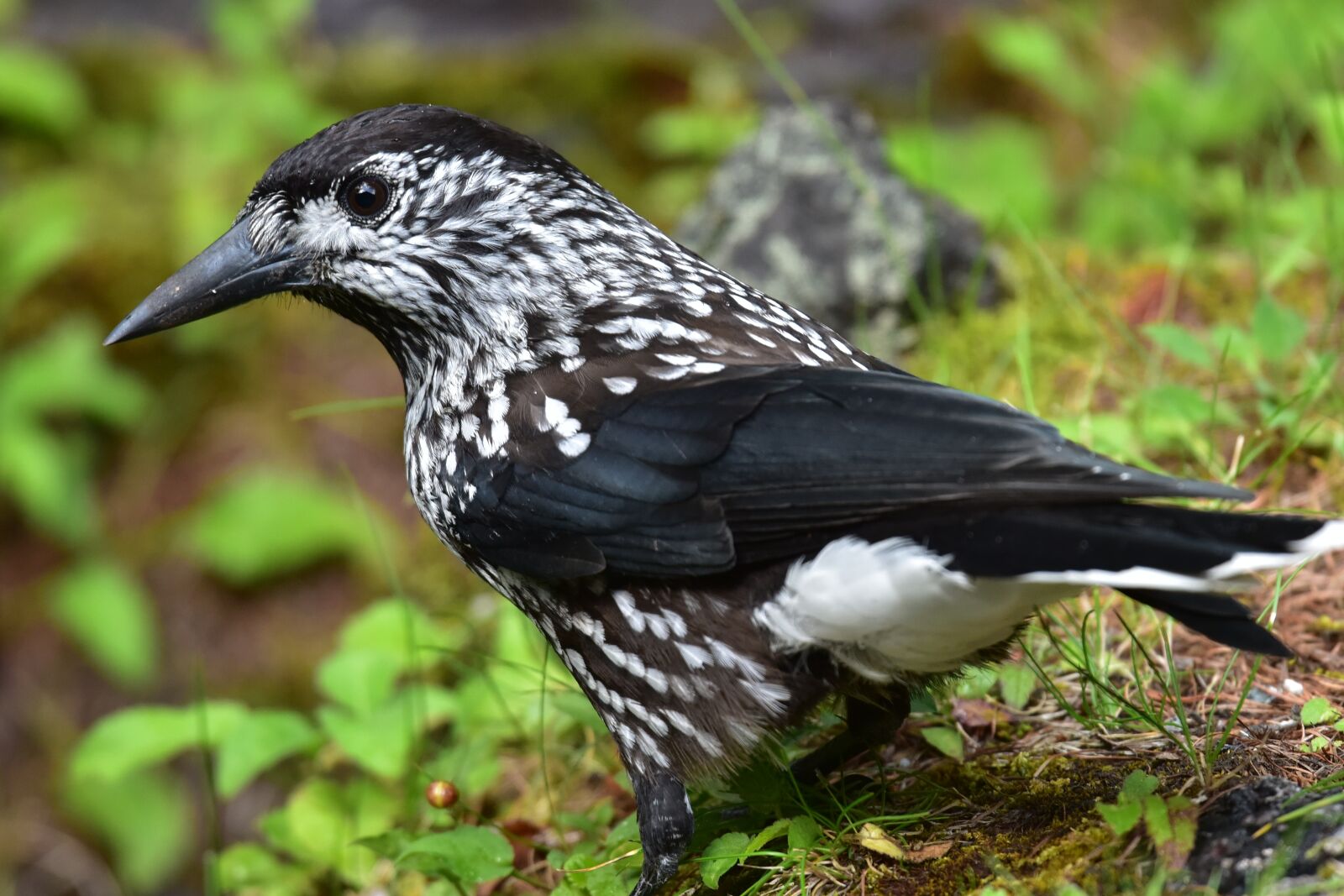 Nikon D810 sample photo. Bird, wild animals, natural photography