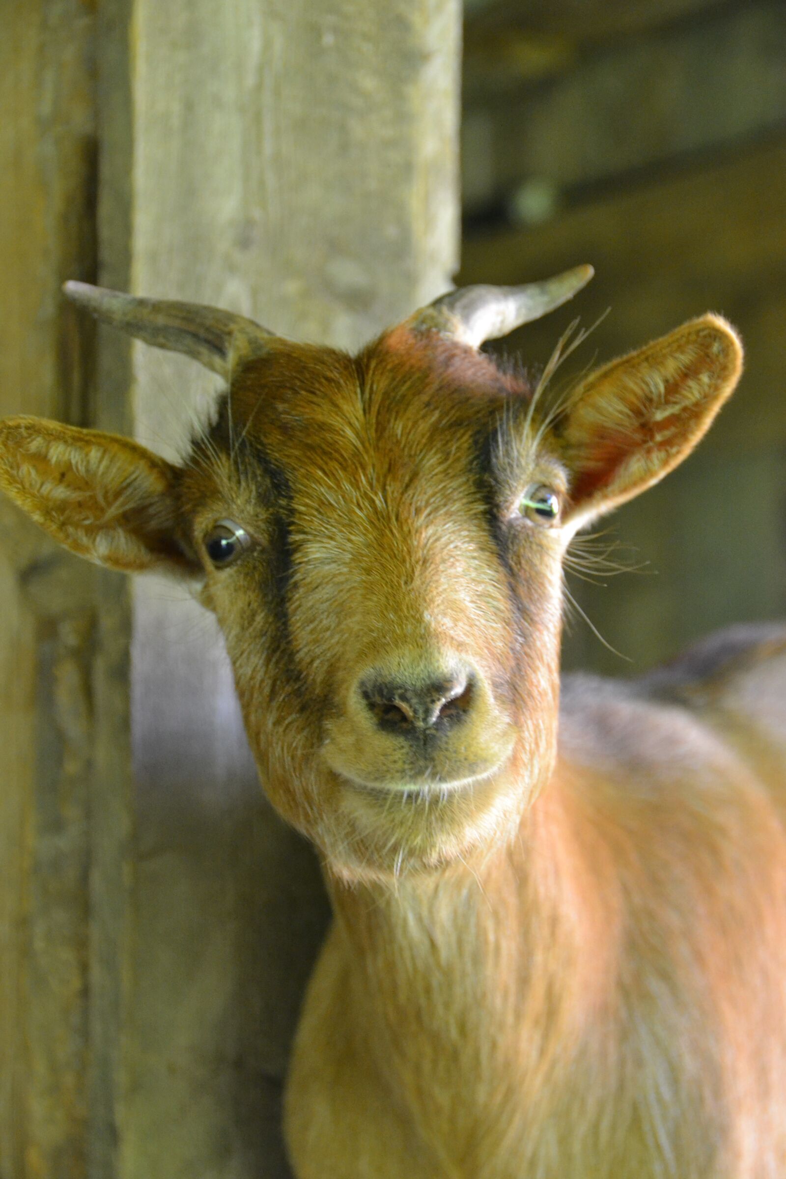 Nikon D3100 sample photo. Goat, nature, dwarf goat photography