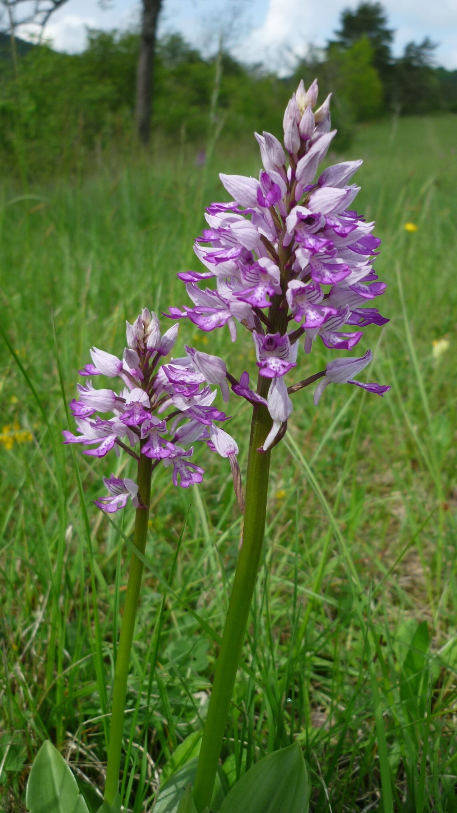 Panasonic Lumix DMC-FS6 sample photo. Military orchid, german orchid photography
