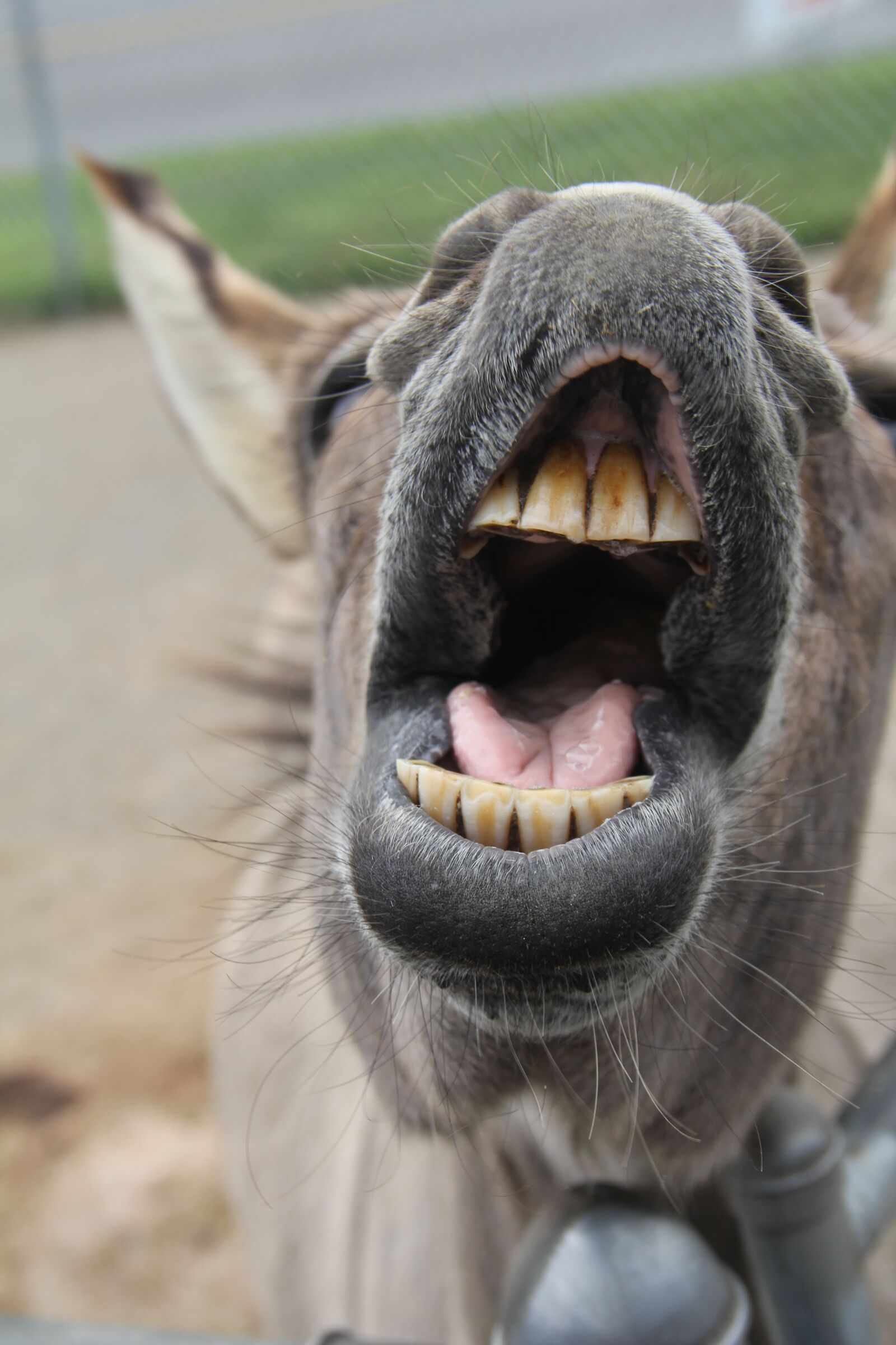 Canon EOS 60D sample photo. Donkey, animal, smile photography