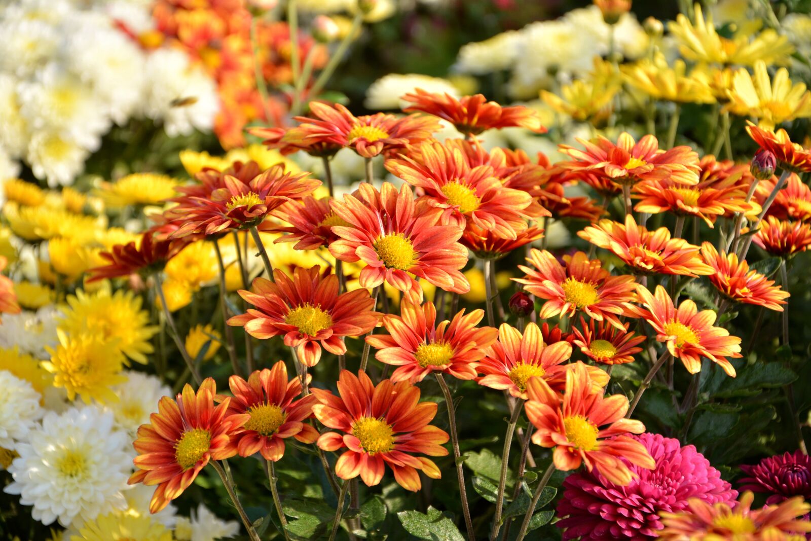 Nikon D7100 sample photo. Flower, chichewa live, vivid photography