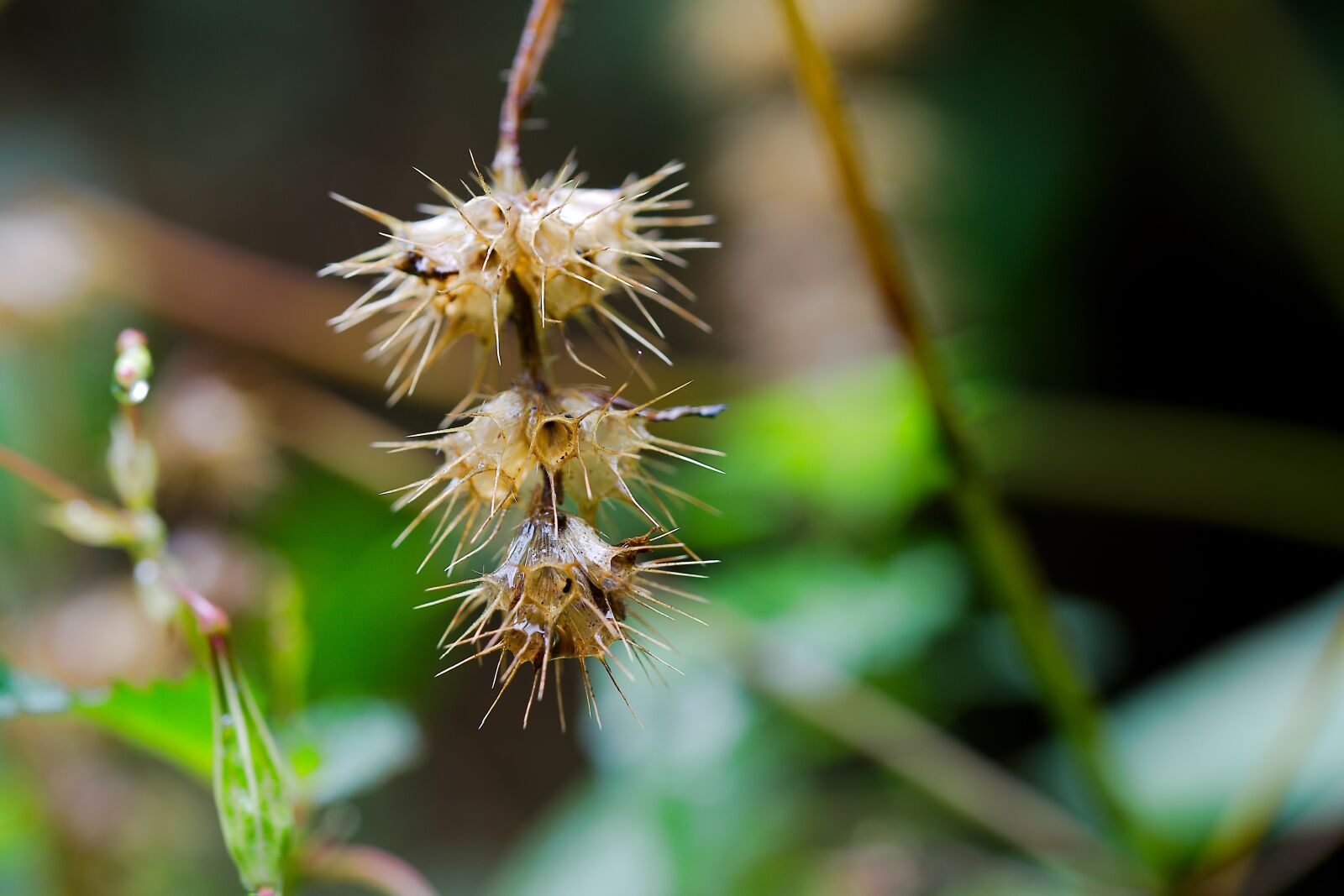 Canon EOS 6D sample photo. Nature, plant, leaf photography