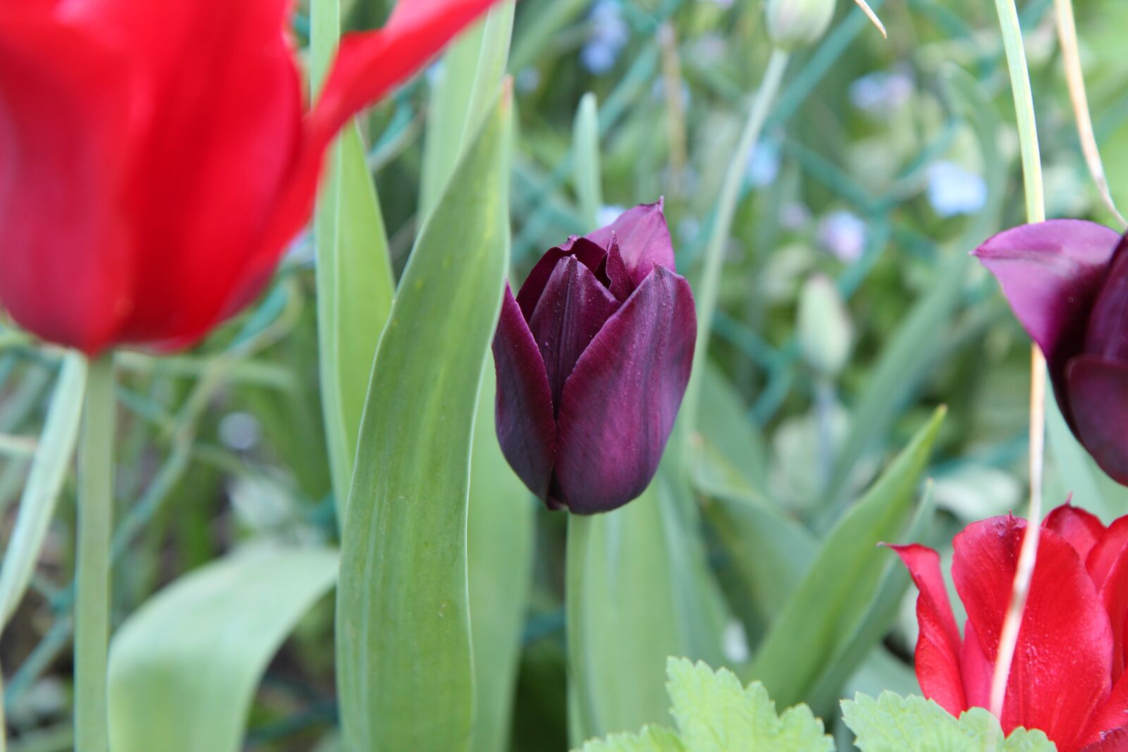 Canon EOS 600D (Rebel EOS T3i / EOS Kiss X5) sample photo. Tulip, tulip bordeaux, tulip photography