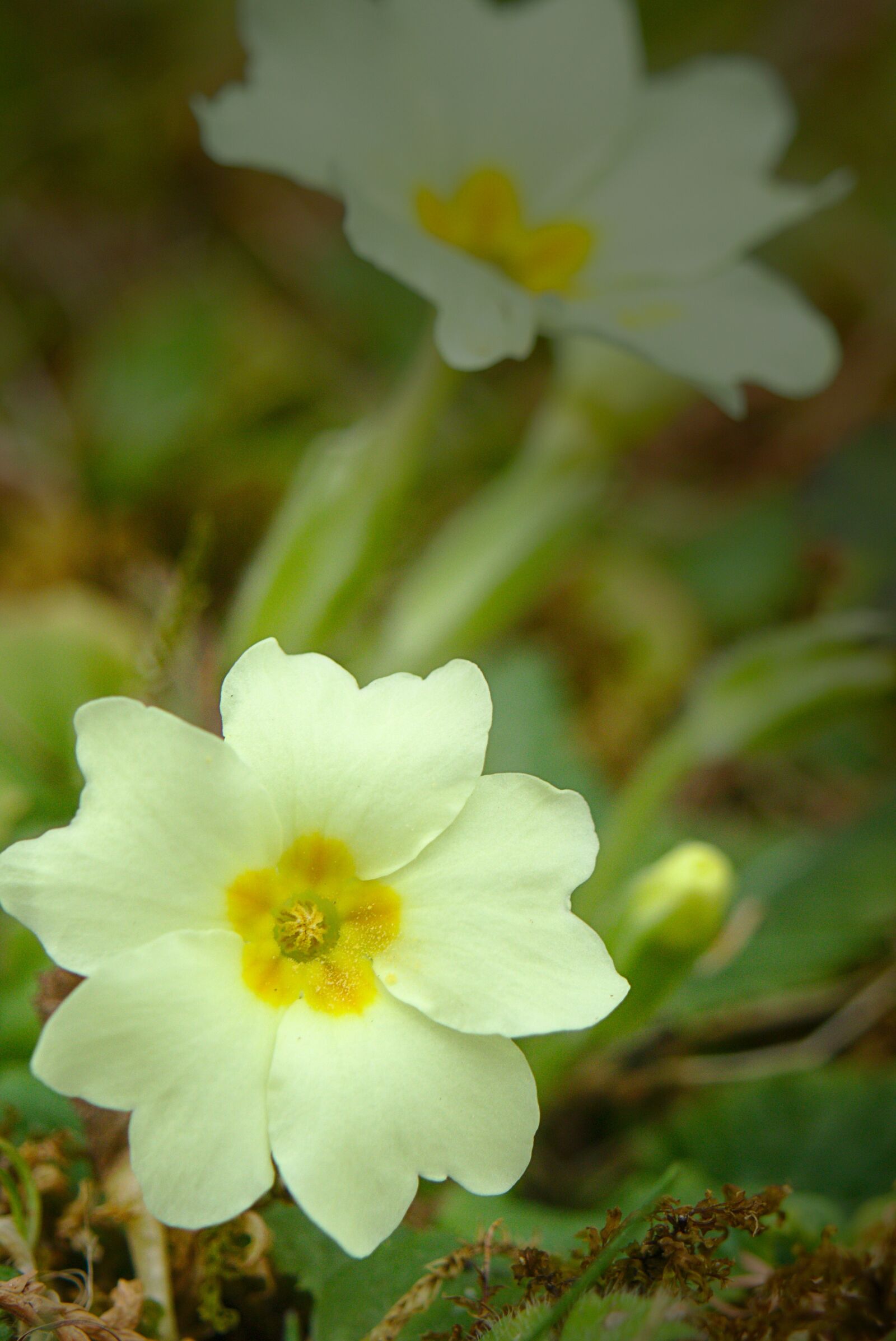 Canon EOS M5 + Canon EF-M 18-150mm F3.5-6.3 IS STM sample photo. Spring, cowslip, yellow photography