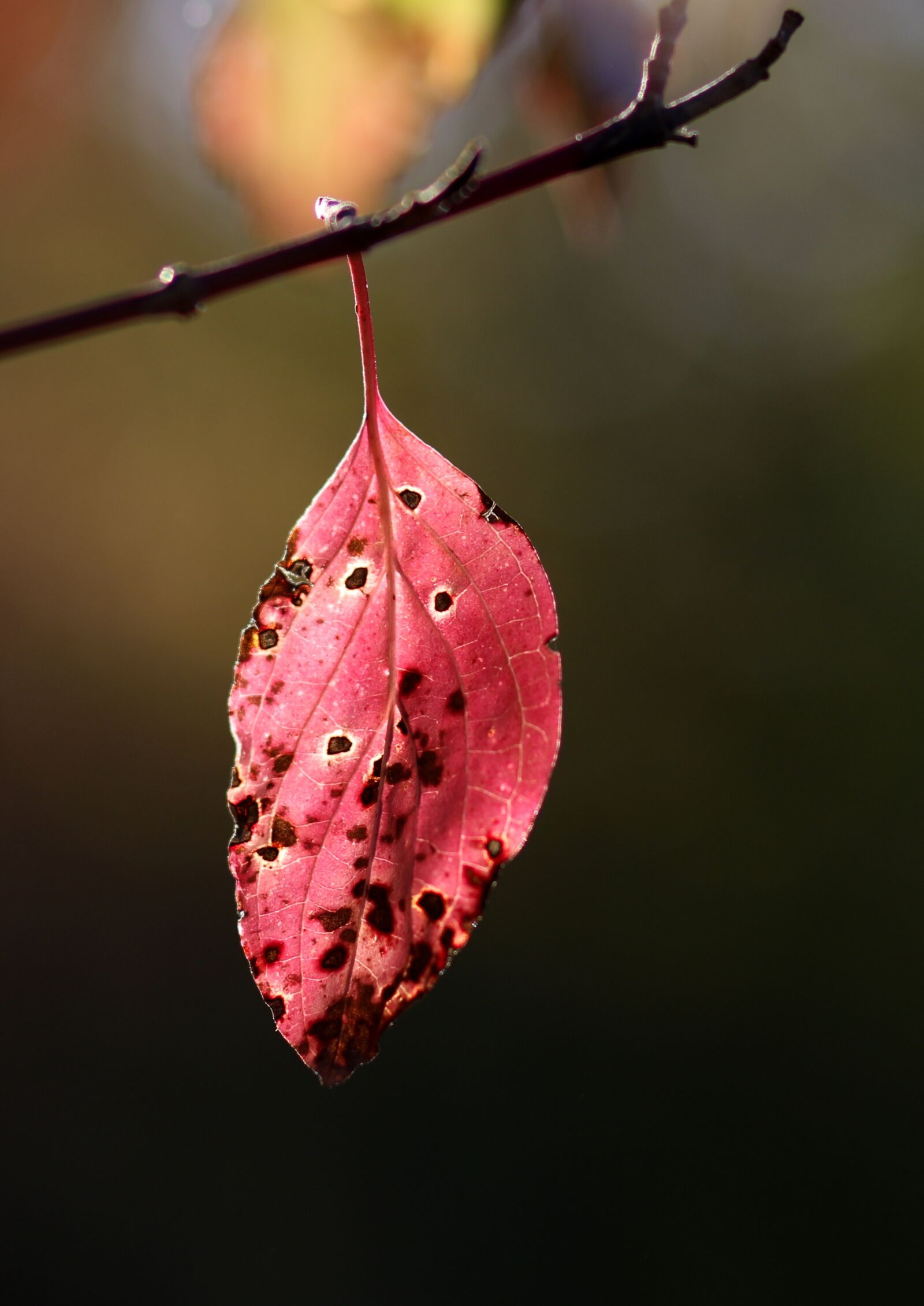 Canon EOS 7D Mark II + Canon EF 85mm F1.8 USM sample photo. Leaf, red, autumn photography