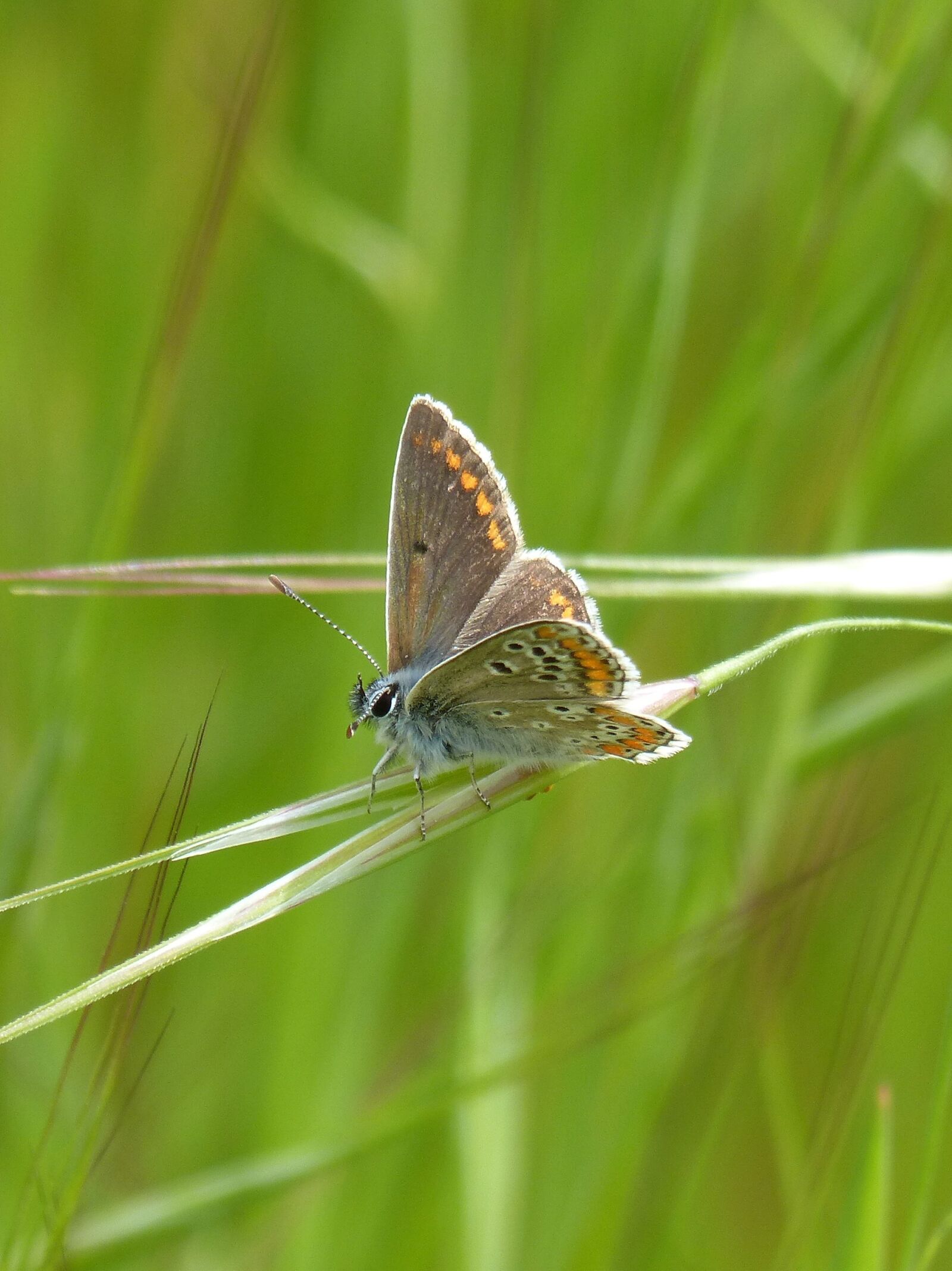Panasonic DMC-FZ62 sample photo. Butterfly, brunette, aricia cramera photography