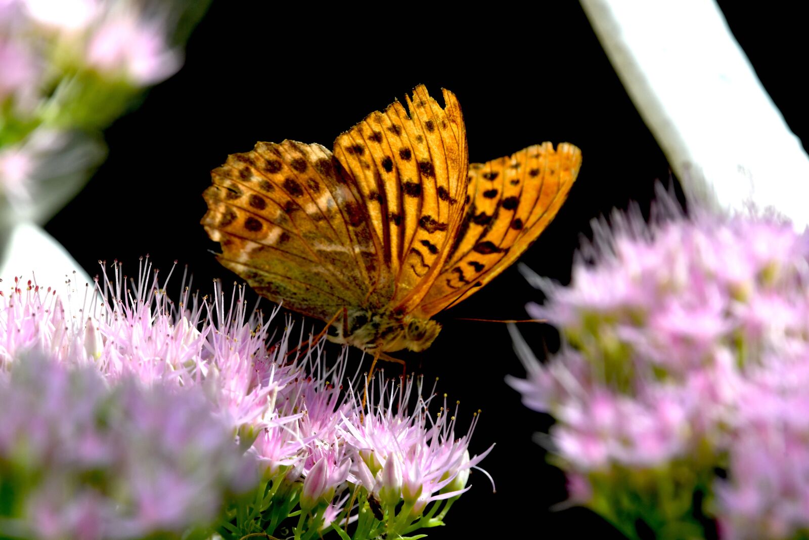 Nikon D7500 sample photo. Butterfly, ali, insect photography