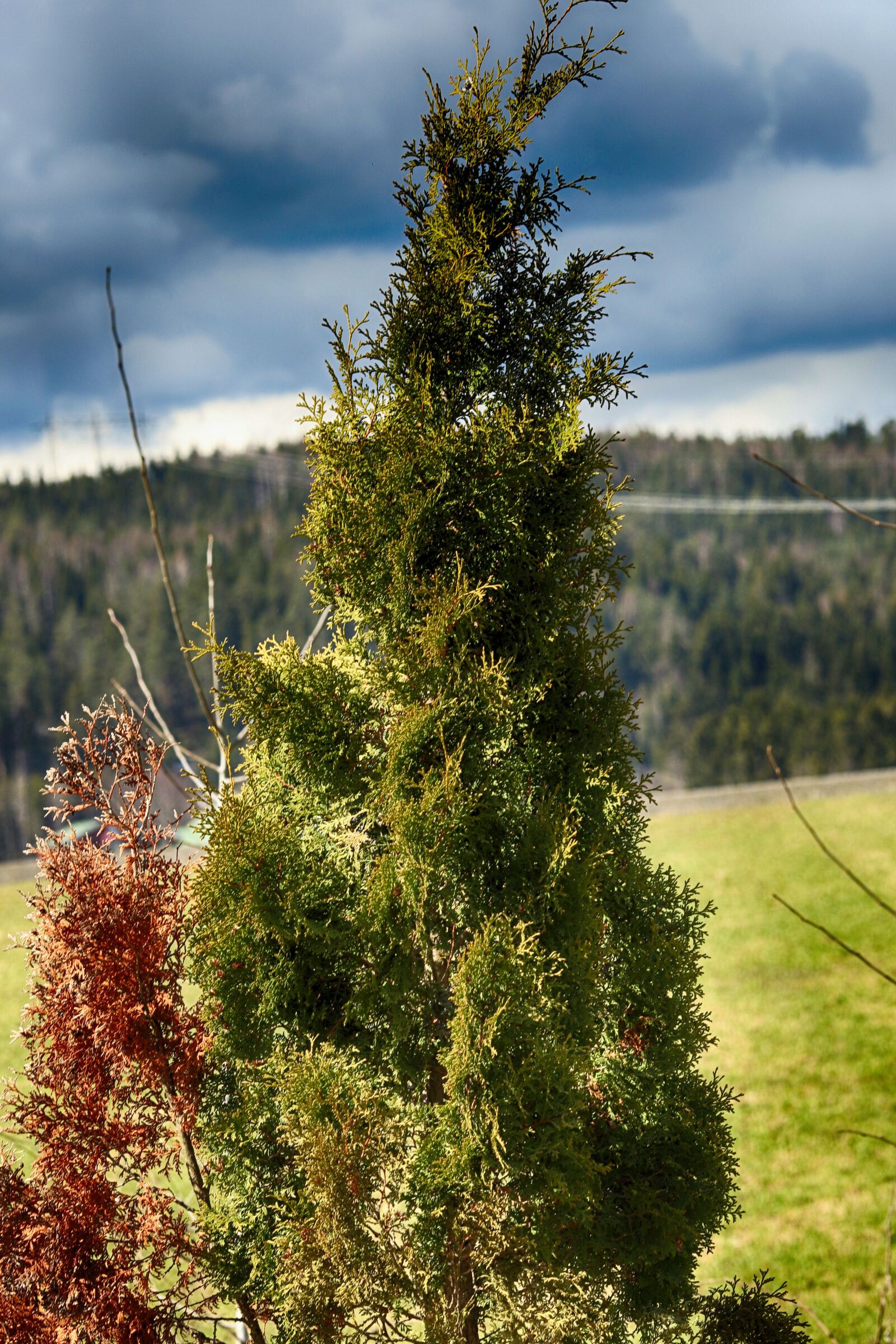 Canon EOS 7D Mark II + Canon EF 135mm F2L USM sample photo. Tree, growth, nature photography