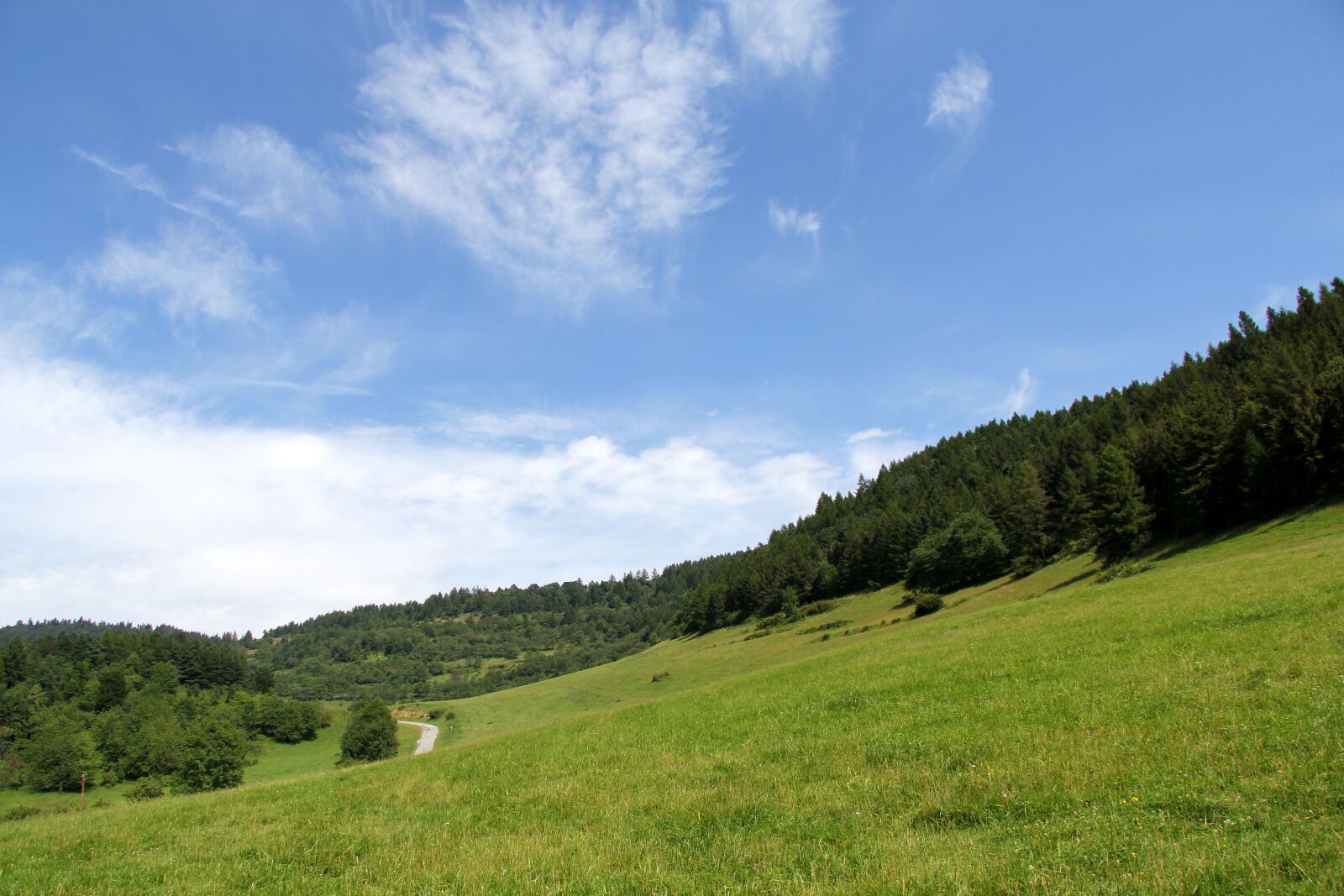 Canon EOS 60D sample photo. Meadow, grass, forest photography