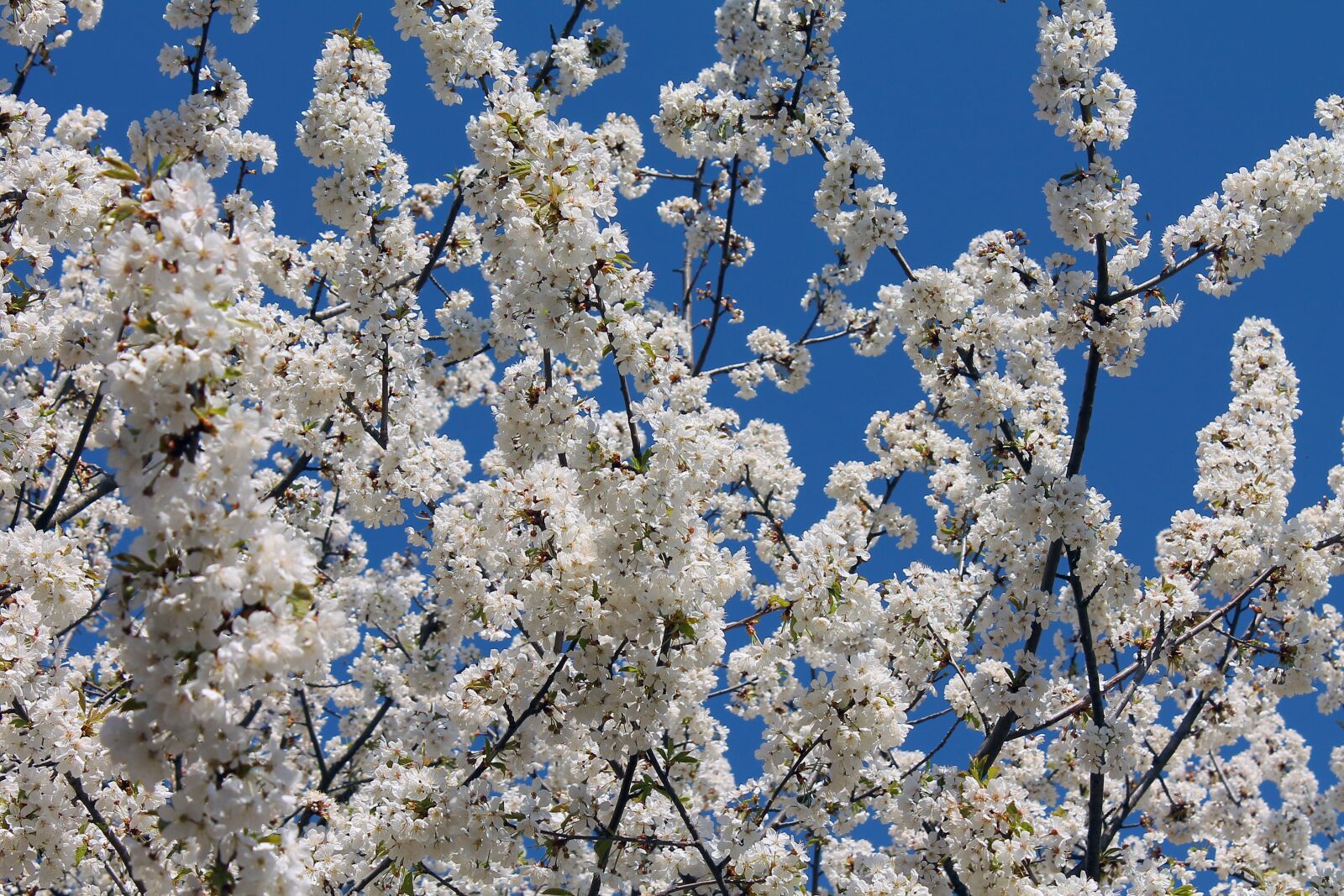 Canon EOS 1100D (EOS Rebel T3 / EOS Kiss X50) sample photo. Spring, flower, white flower photography