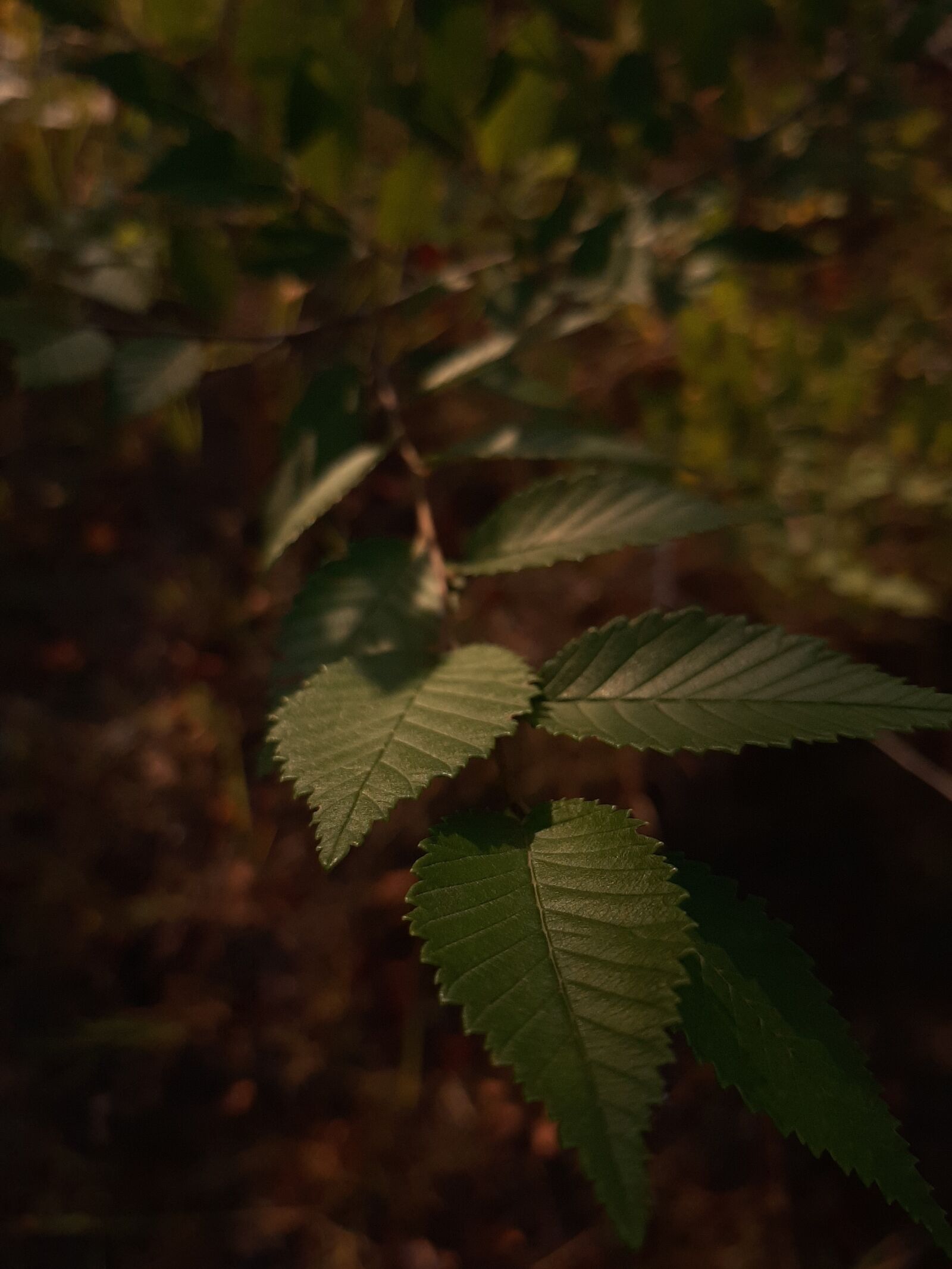 Samsung Galaxy A50 sample photo. Plants, trees, macro photography