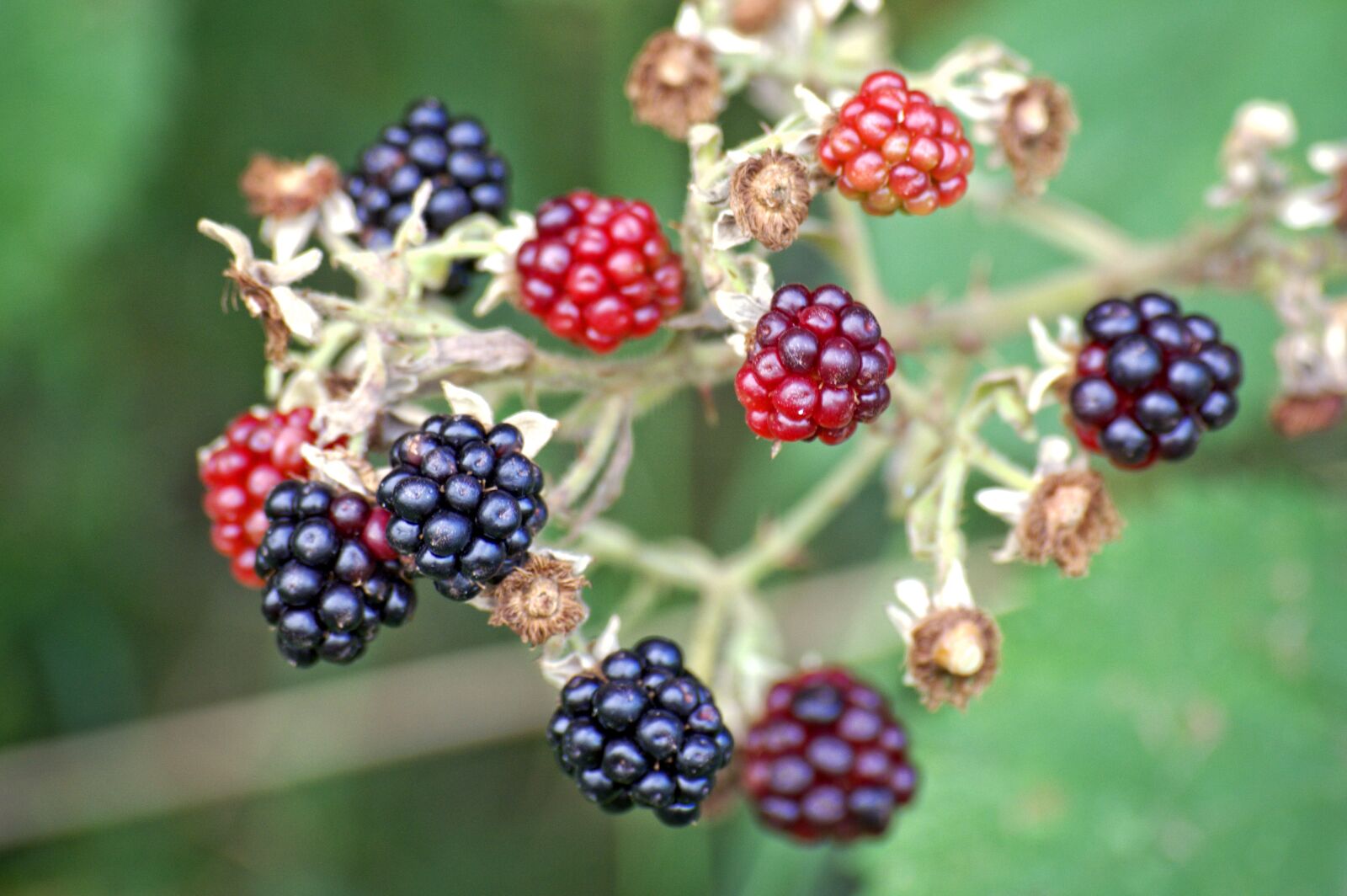 Nikon D7100 sample photo. Blackberries, rubus sectio rubus photography