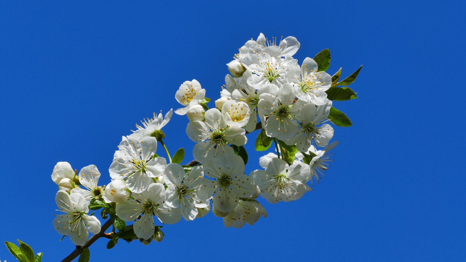 Panasonic Lumix DMC-FZ1000 sample photo. Cherry, flowers, sakura photography