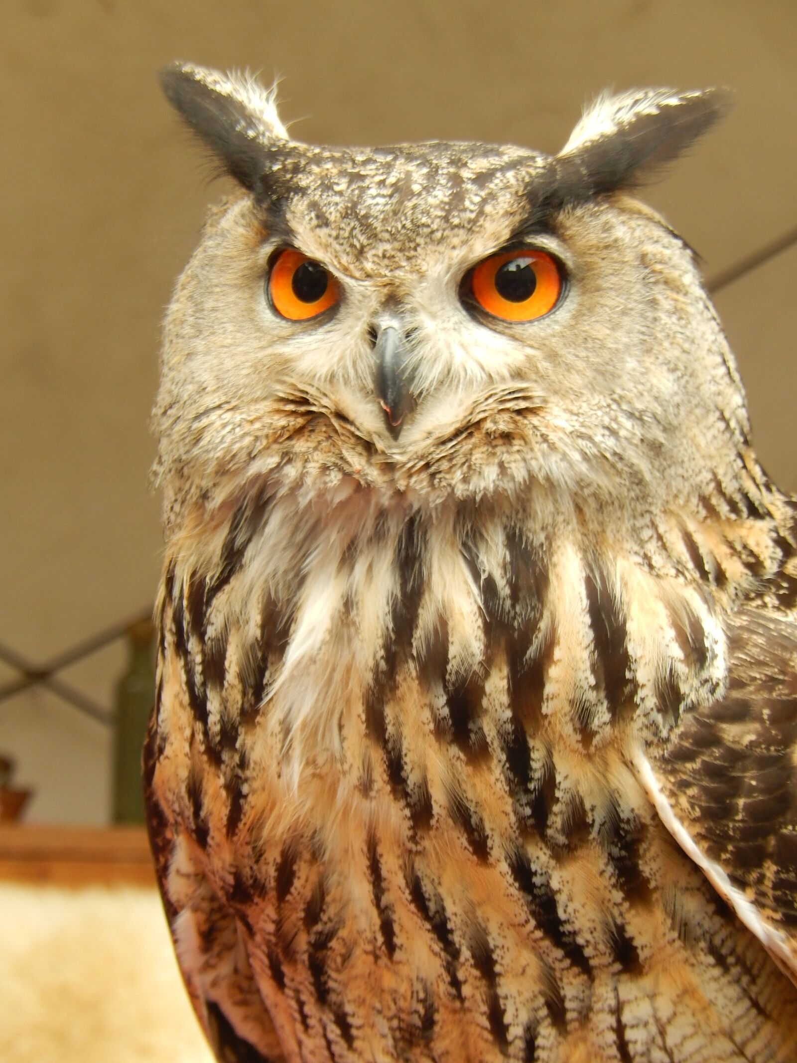 Nikon Coolpix S9500 sample photo. Grand duke, bird, nocturne photography