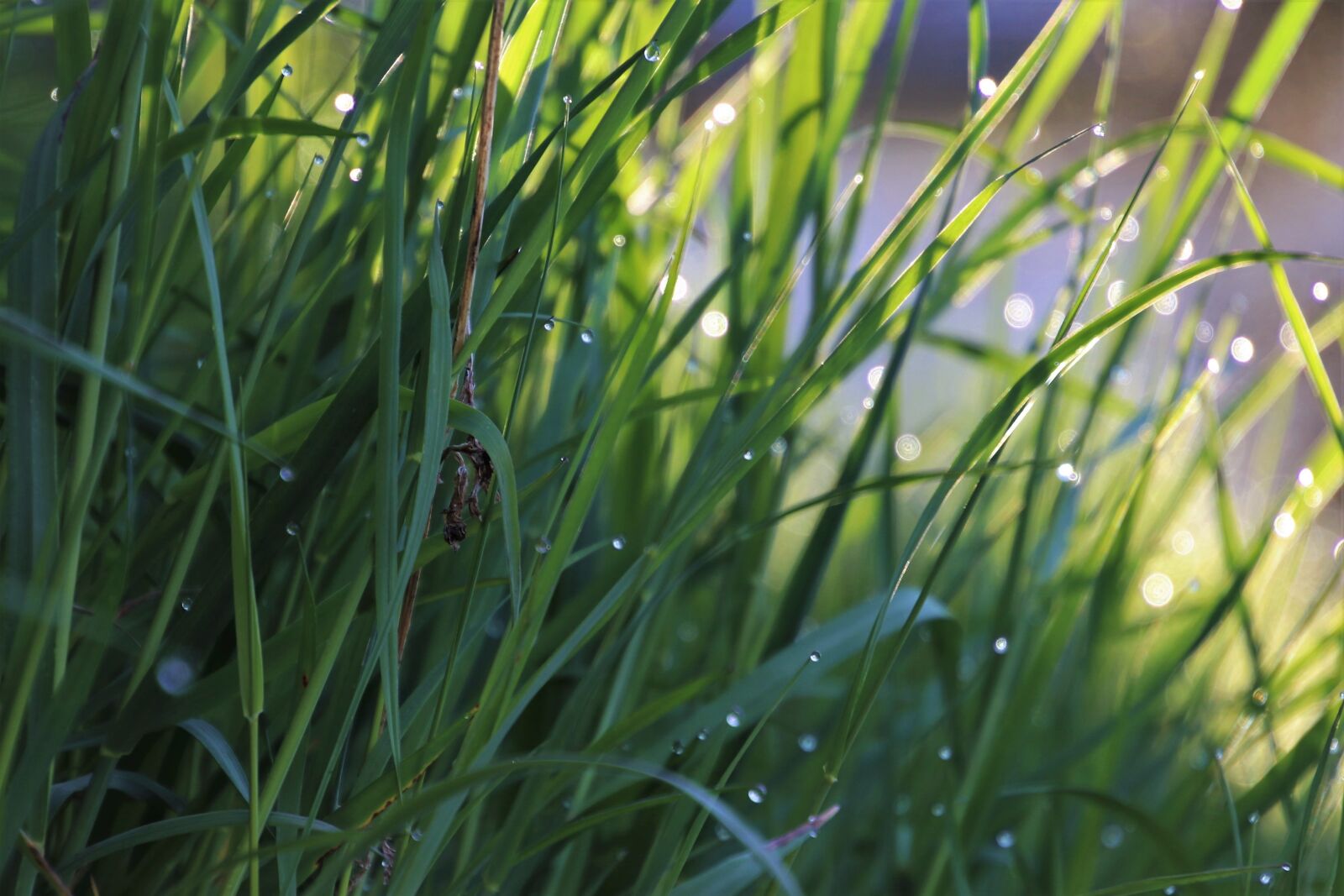 Canon EOS 80D sample photo. Grass, wet, dawn photography