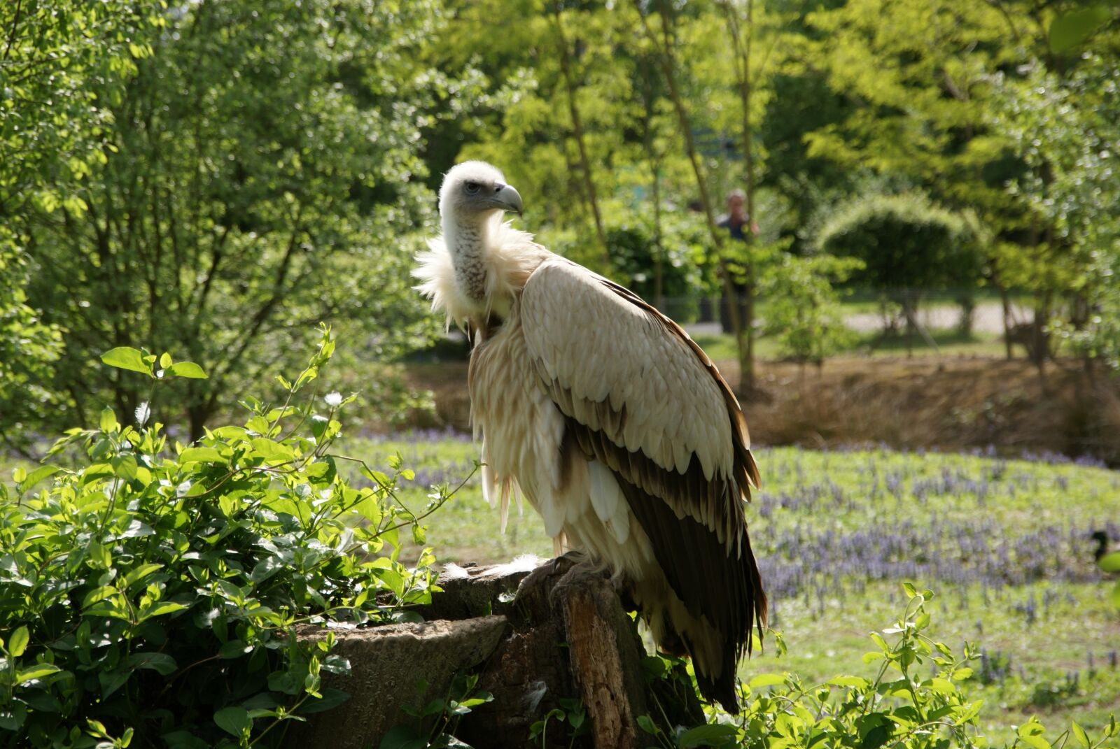 Sony Alpha DSLR-A300 sample photo. Vulture, himalaya, animal photography