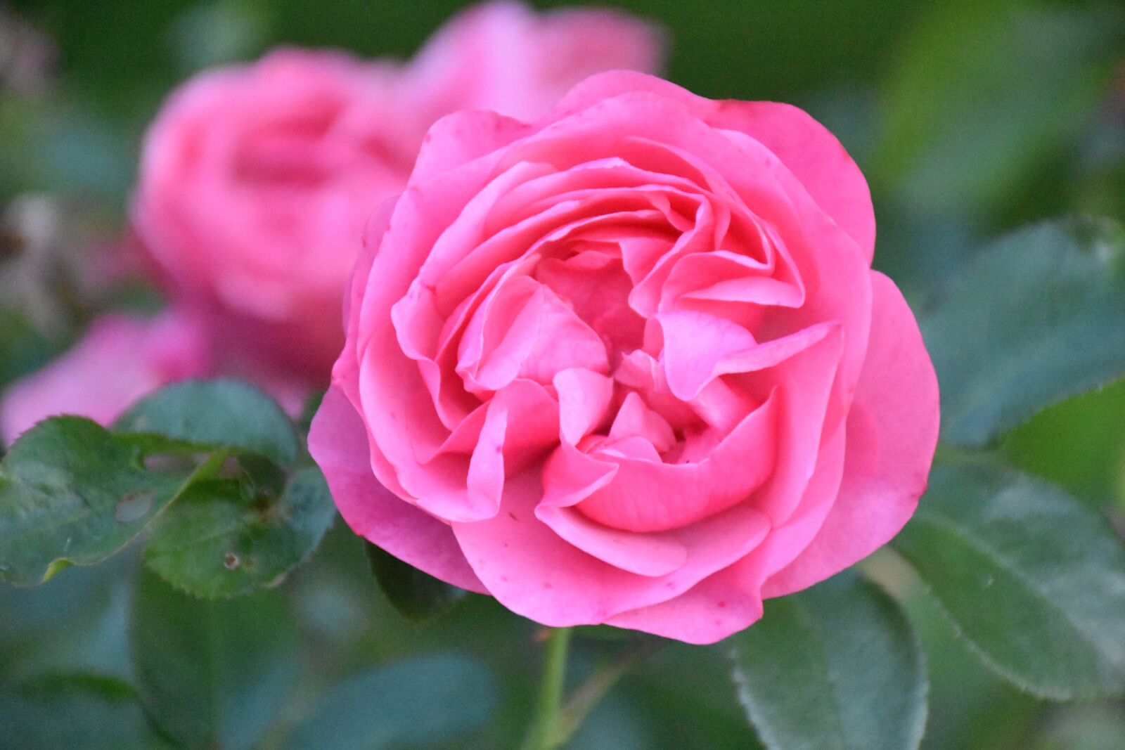 Nikon D7200 sample photo. Rose, blossom, bloom photography