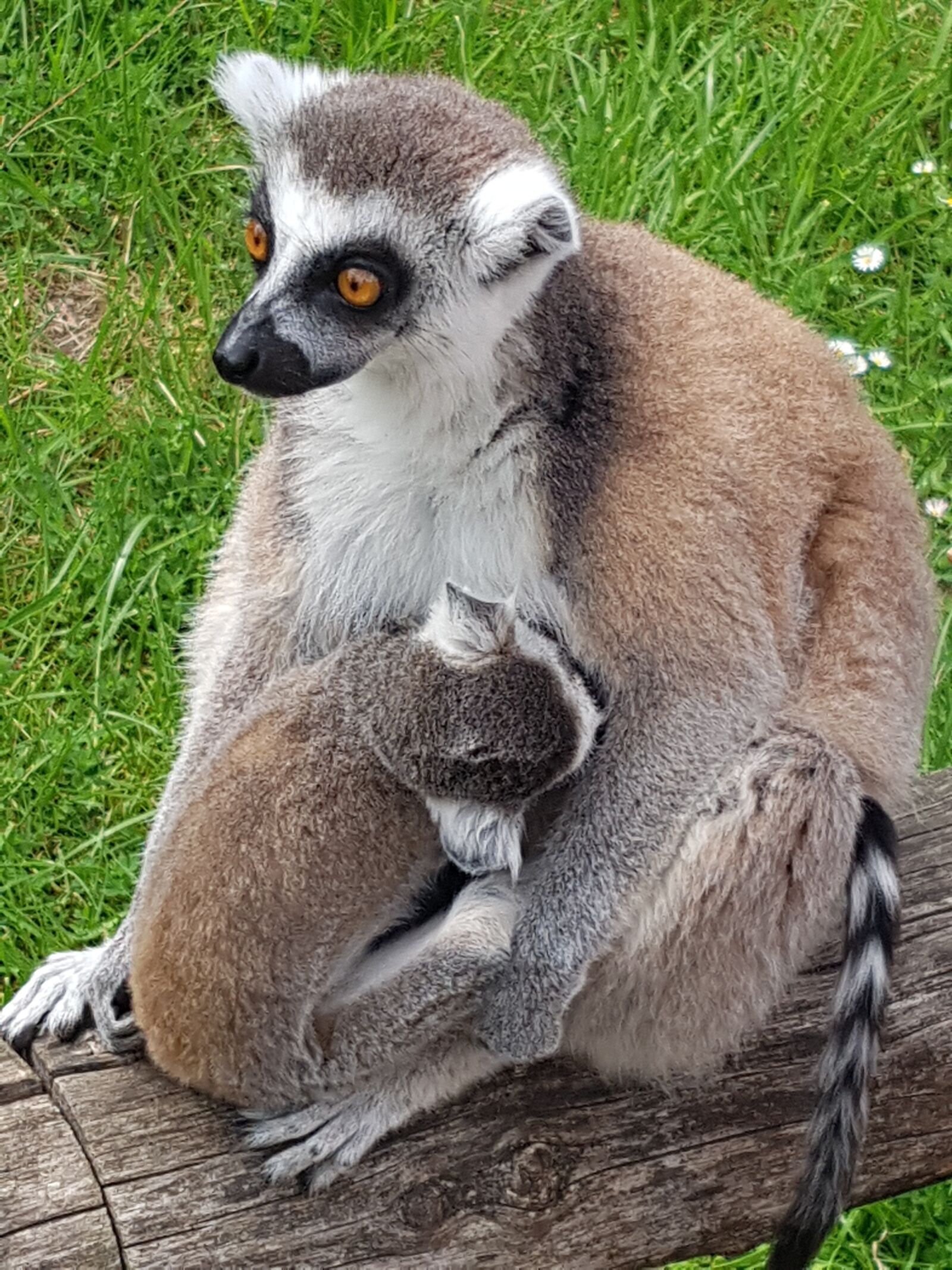 Samsung Galaxy S7 Edge sample photo. Ring tailed lemur, lemur photography
