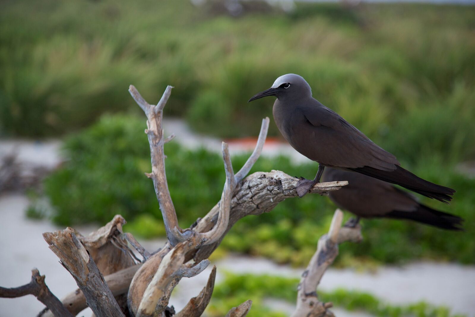 Canon EOS 5D Mark II sample photo. Brown, noddy, bird, piece photography