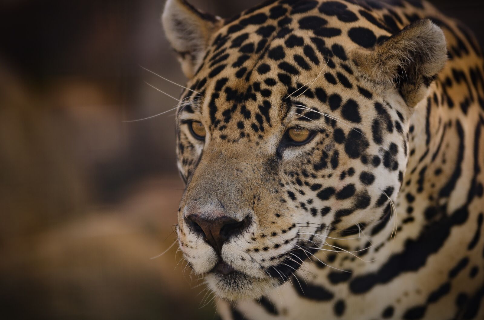 Nikon D7000 sample photo. Jaguar, panthera onca, eyes photography