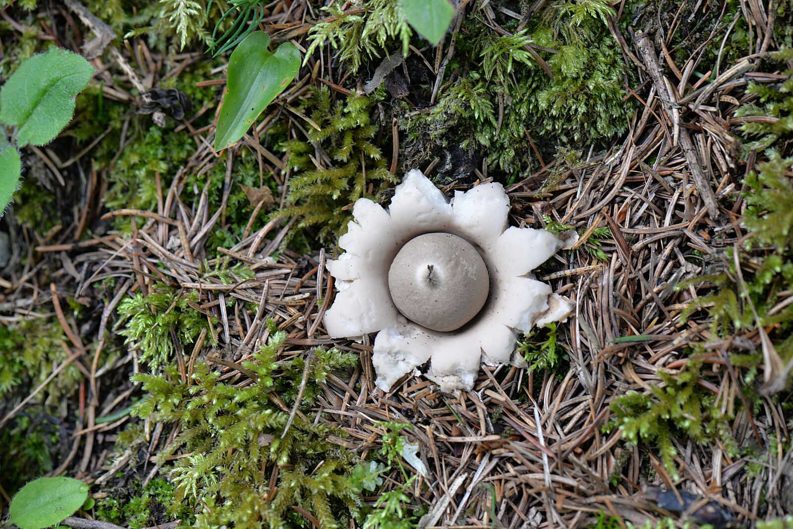 Nikon D610 sample photo. Mushroom, plant, forest photography