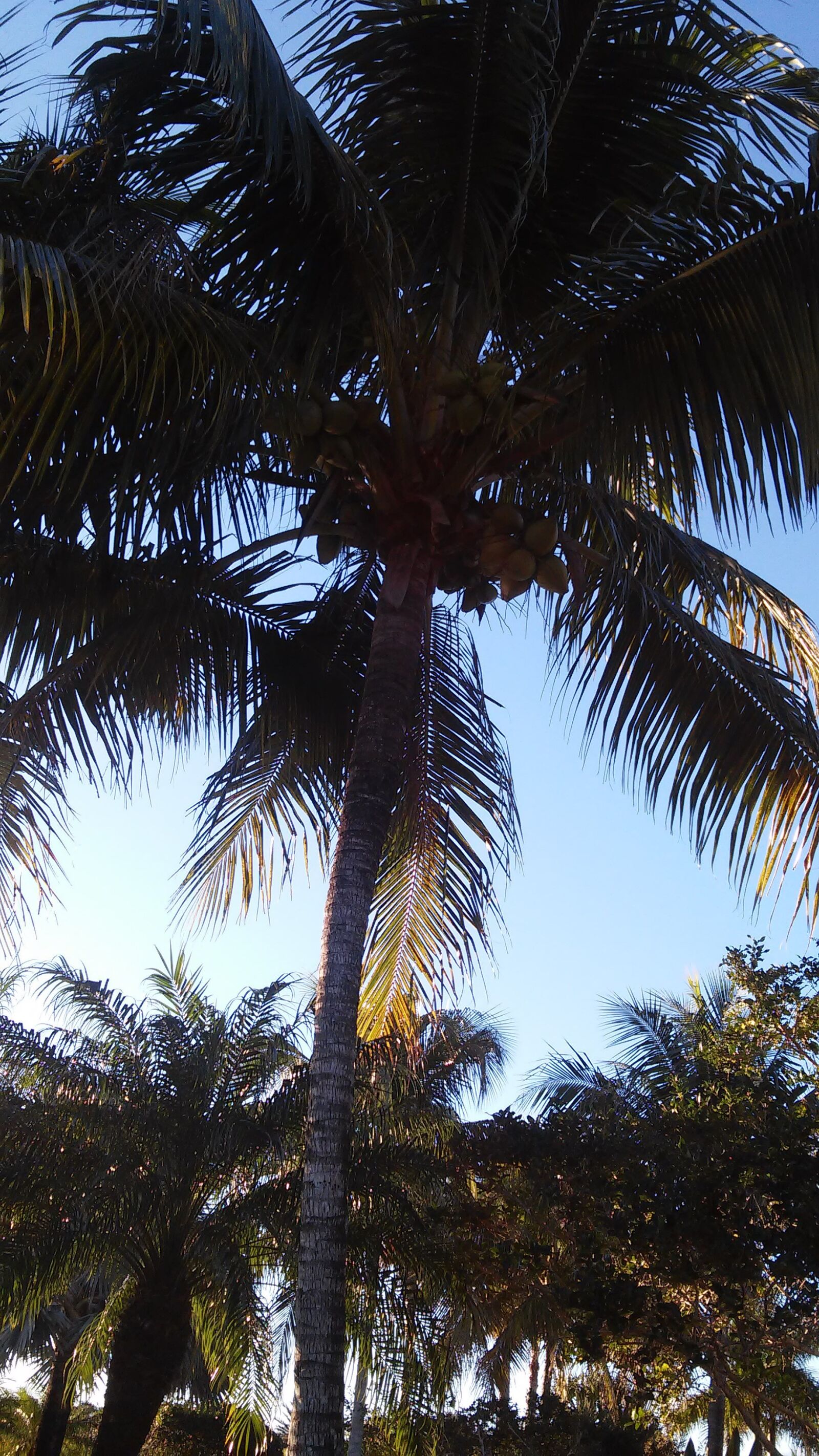 LG VOLT sample photo. Palm tree, florida, nature photography