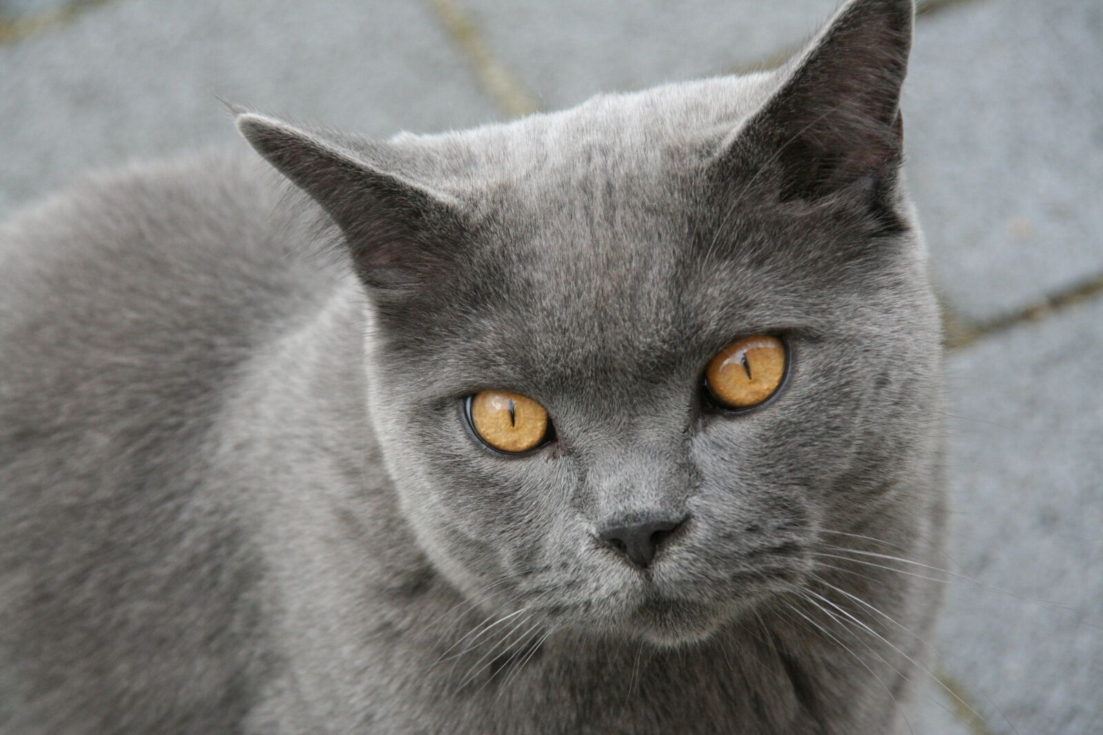 Canon EOS 350D (EOS Digital Rebel XT / EOS Kiss Digital N) sample photo. British shorthair, cat, portrait photography