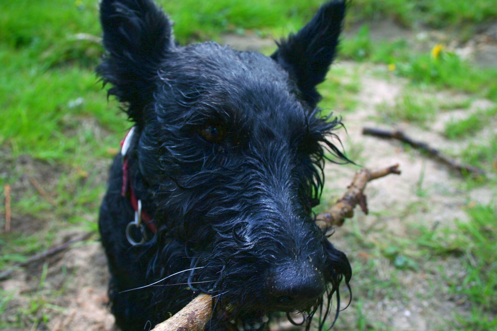 Canon EOS 350D (EOS Digital Rebel XT / EOS Kiss Digital N) sample photo. Dog, scottish terrier, scottie photography