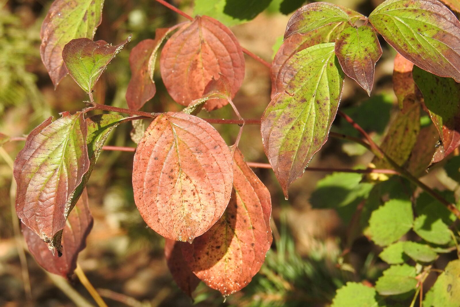 Nikon Coolpix P900 sample photo. Colorful leaves, autumn, autumn photography